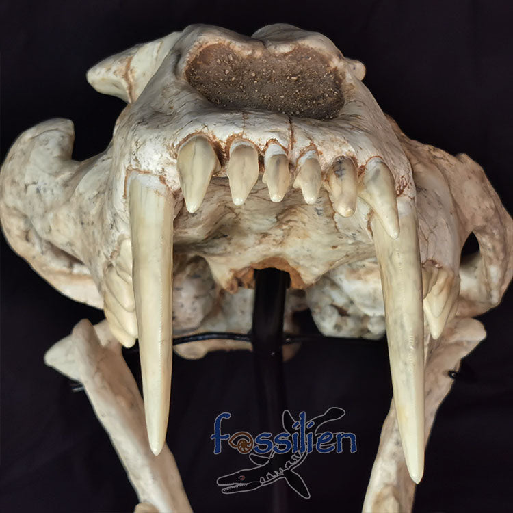 Saber Toothed Cat Skull Fossil - Machairodus Giganteus