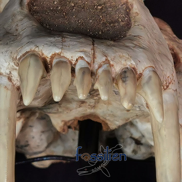 Saber Toothed Cat Skull Fossil - Machairodus Giganteus