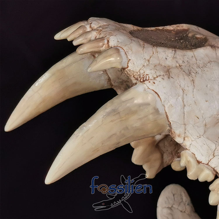 Saber Toothed Cat Skull Fossil - Machairodus Giganteus