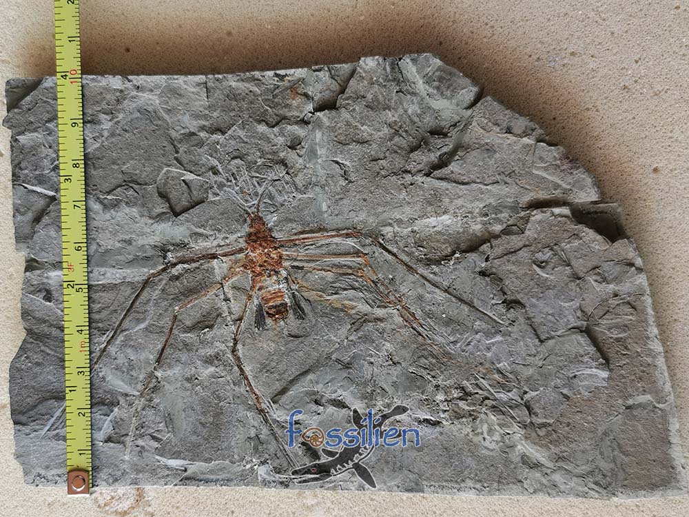 Water Sprider Specimen