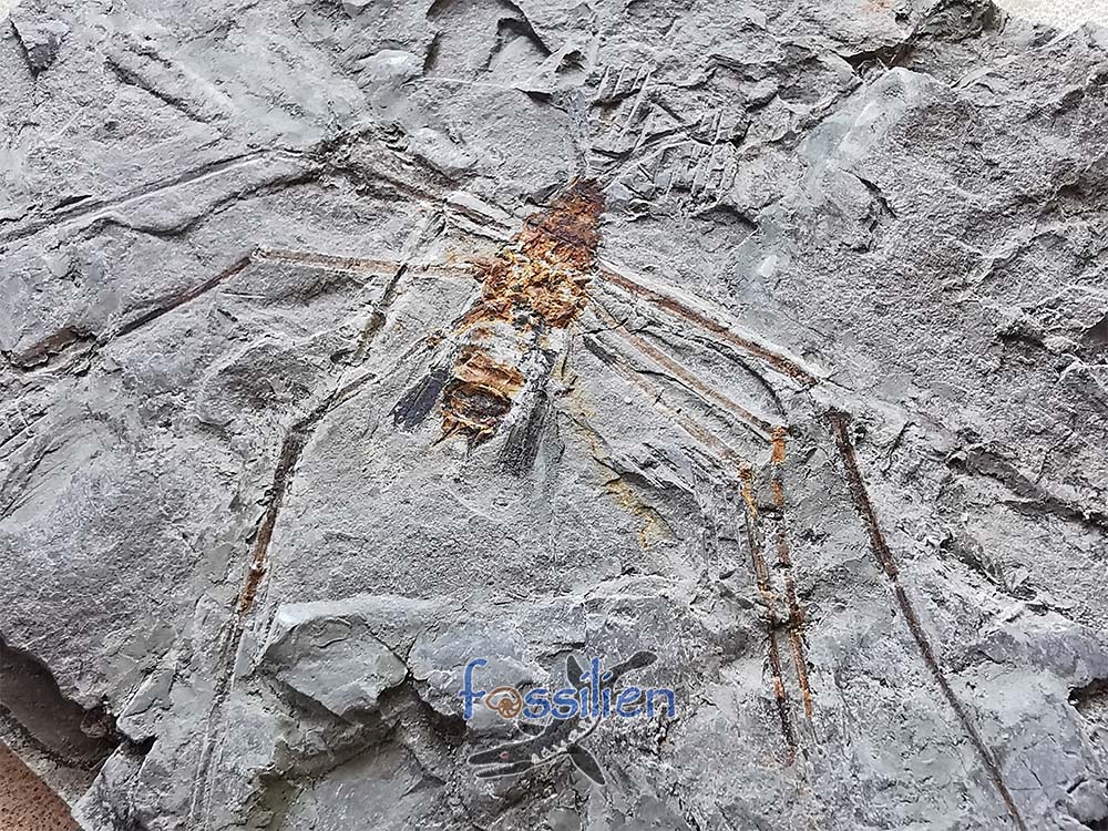 Water Sprider Specimen