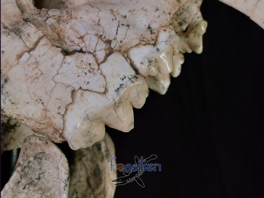 Museum Grade Sabre Toothed Cat Skull Fossil - Machairodus Giganteus