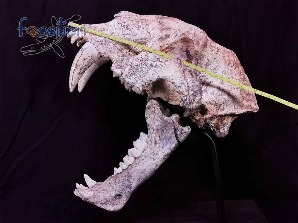 Museum Grade Sabre Toothed Cat Skull Fossil - Machairodus Giganteus
