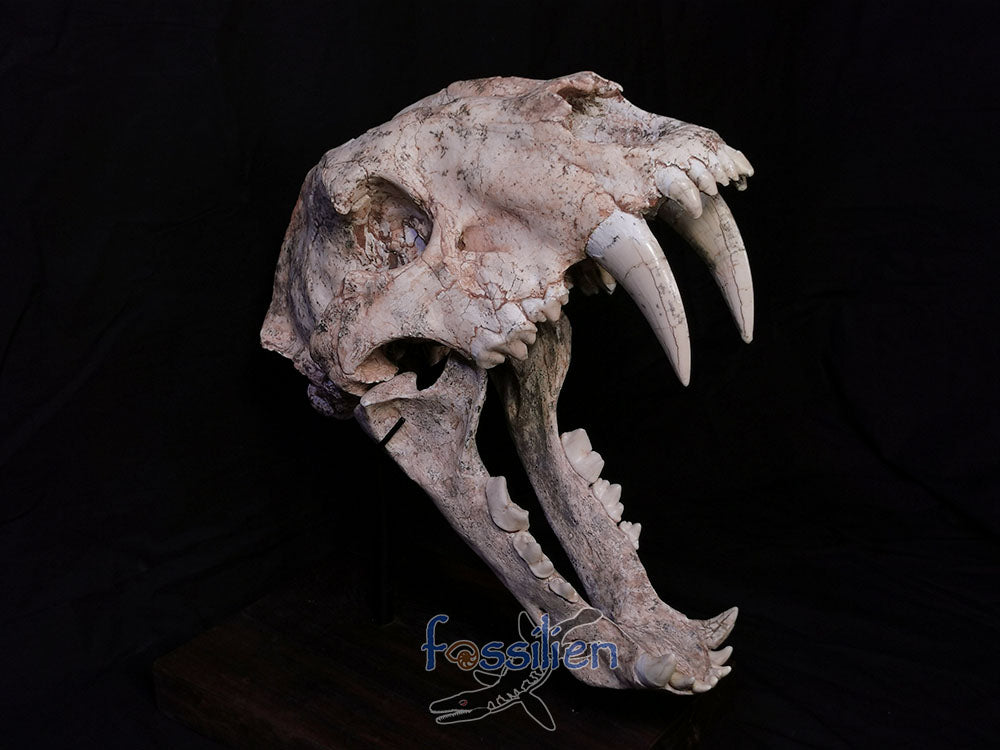 Museum Grade Sabre Toothed Cat Skull Fossil - Machairodus Giganteus