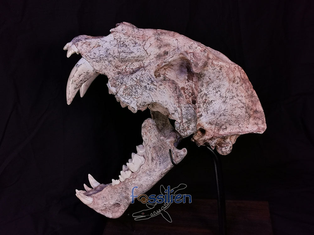 Museum Grade Sabre Toothed Cat Skull Fossil - Machairodus Giganteus