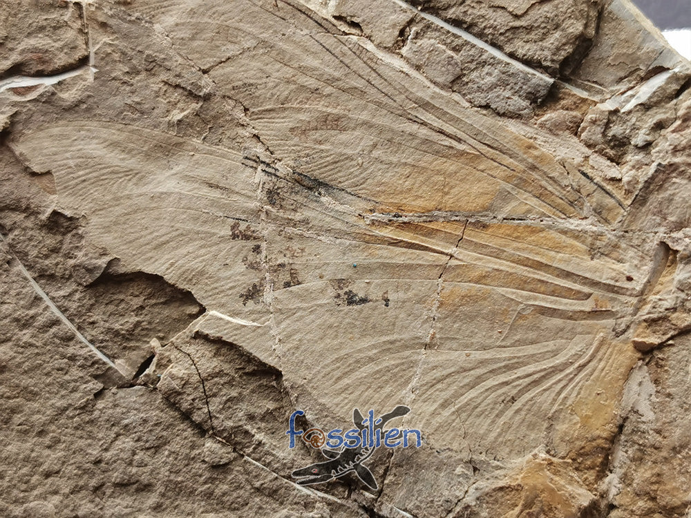 Dragonfly fossil from Lower Cretaceous