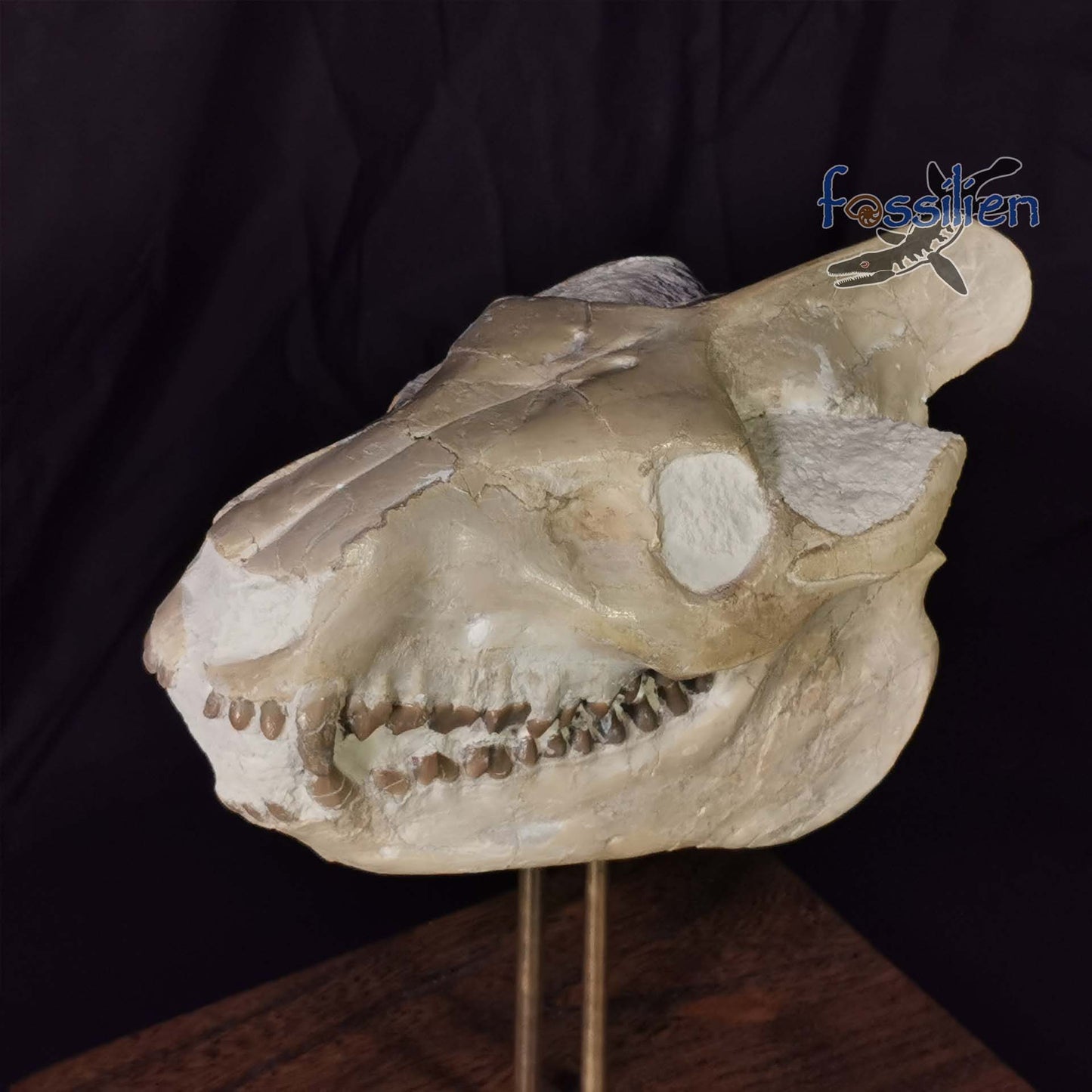 Museum Grade Oreodont (Eporeodon) Skull - South Dakota