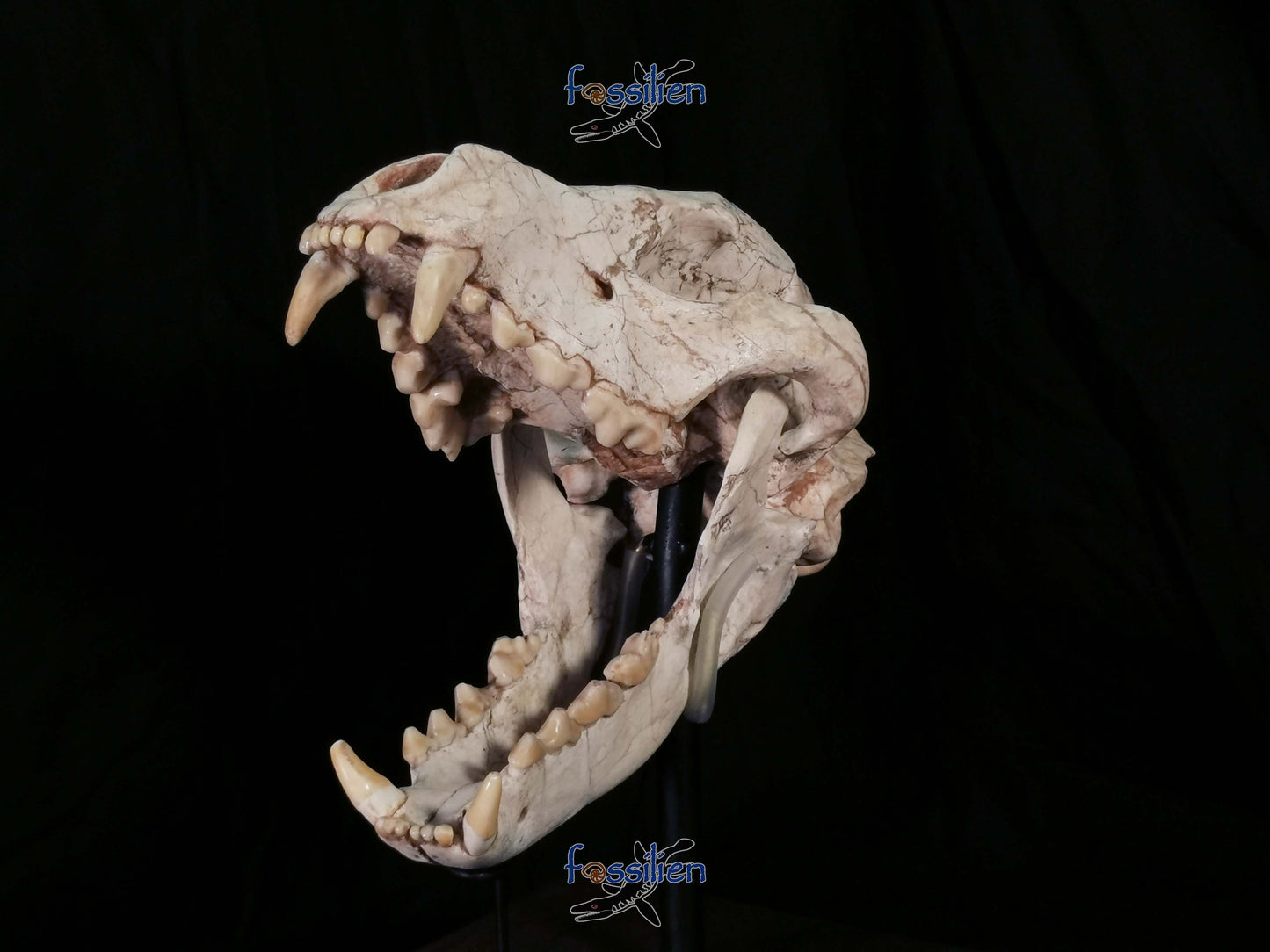 Early Hyenas Skull Fossil - Ictitherium viverrinum - 24×26×15 cm