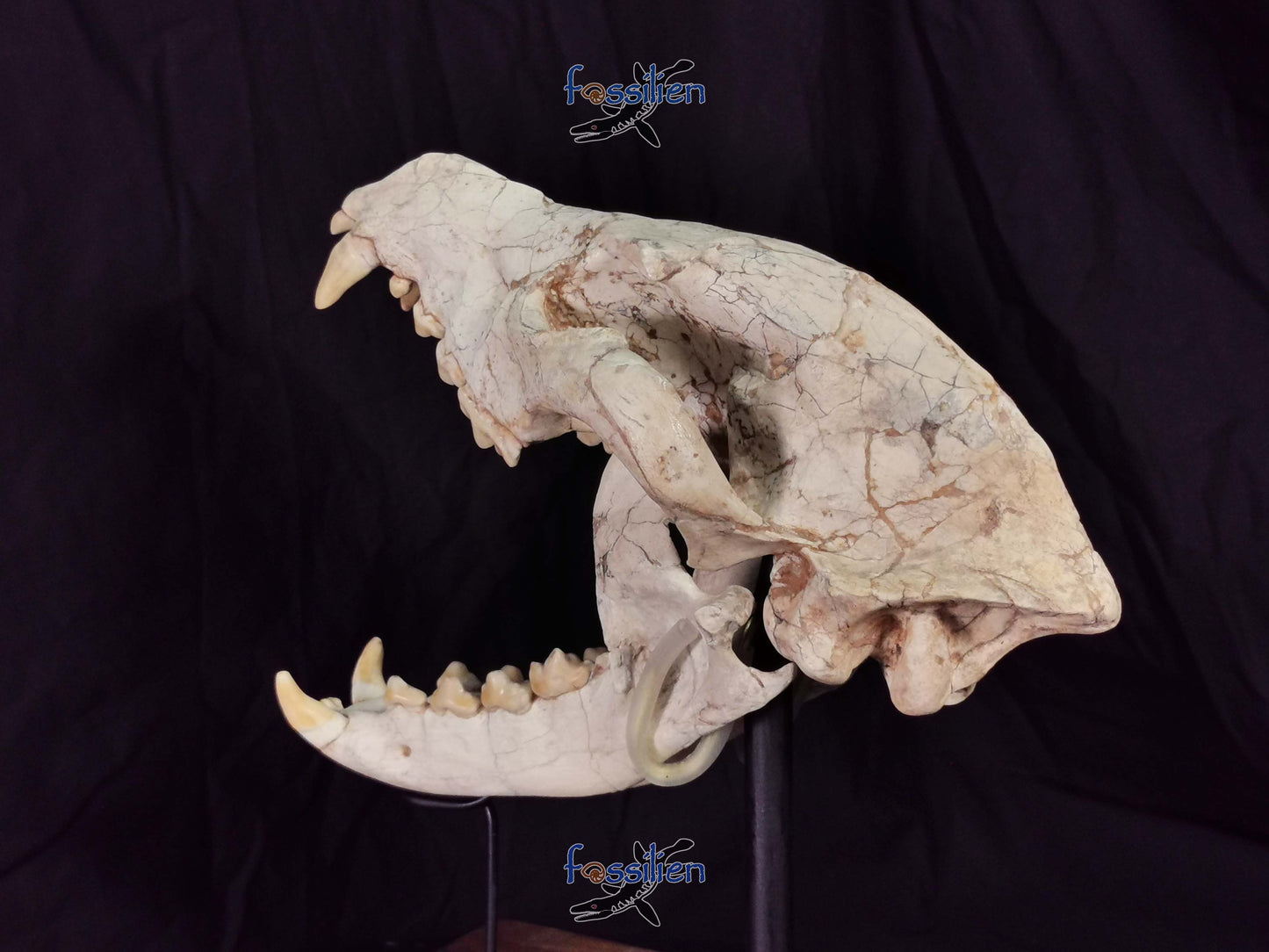 Early Hyenas Skull Fossil - Ictitherium viverrinum - 24×26×15 cm