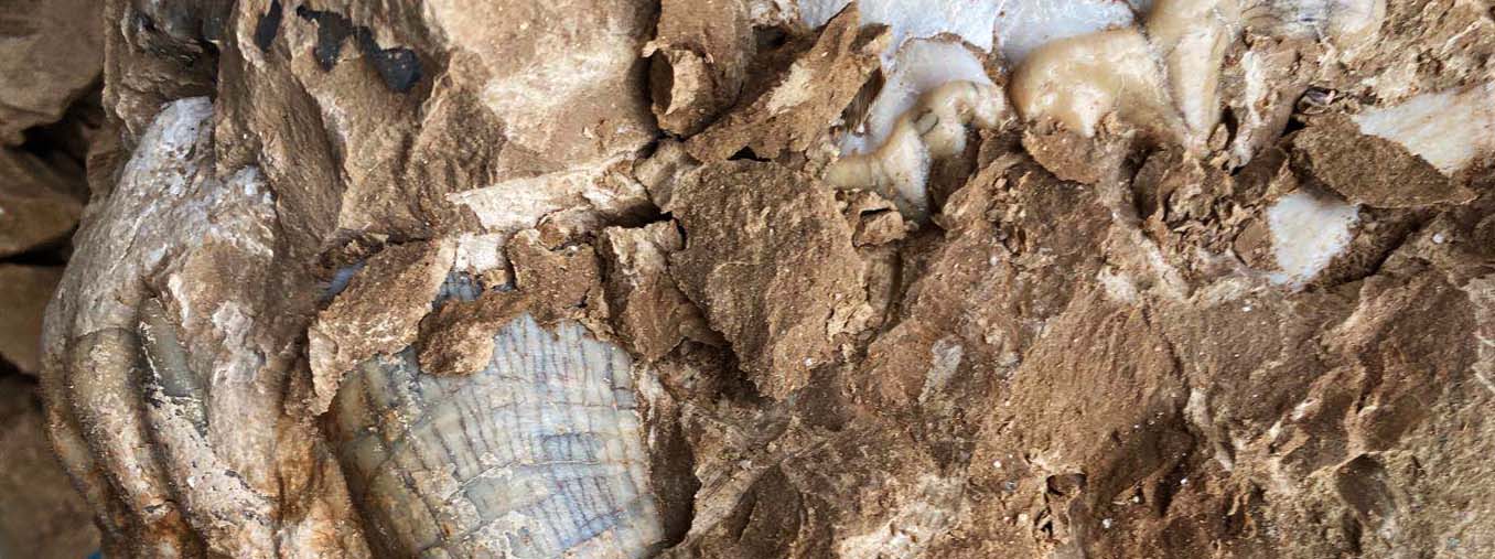 Fossilien company restores and prepares fossil specimens in our own laboratory