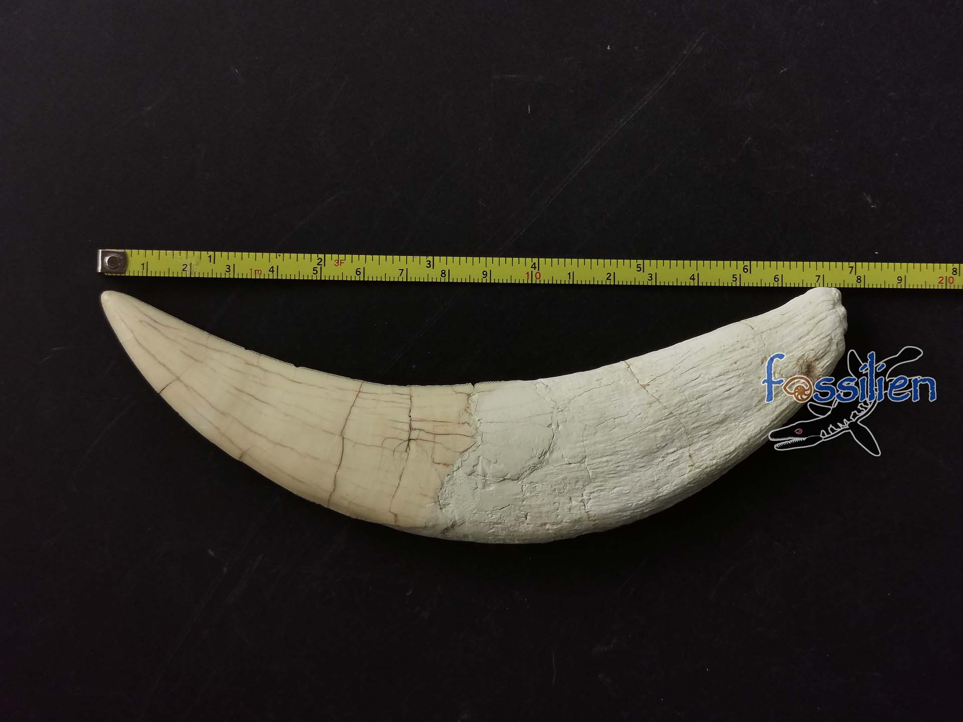 17.5cm Saber Tooth of Machairodus Giganteus (Balance Payment)