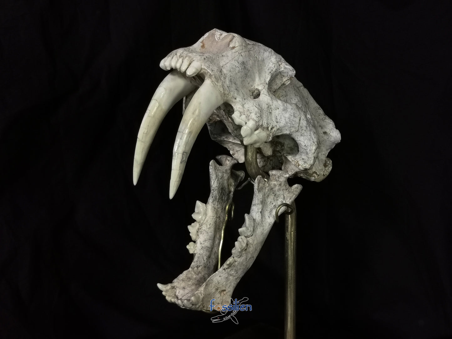 Very Rare Nimravidae Skull (Saber toothed cat)