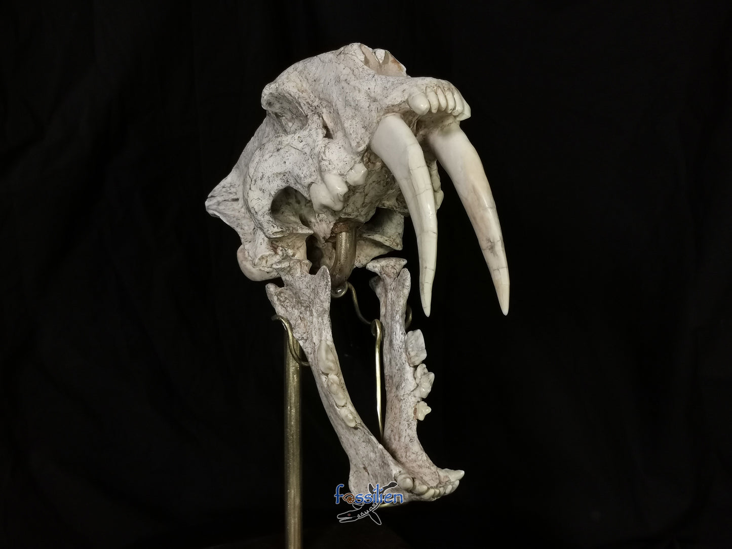 Very Rare Nimravidae Skull (Saber toothed cat)