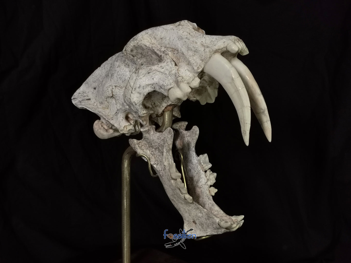 Very Rare Nimravidae Skull (Saber toothed cat)