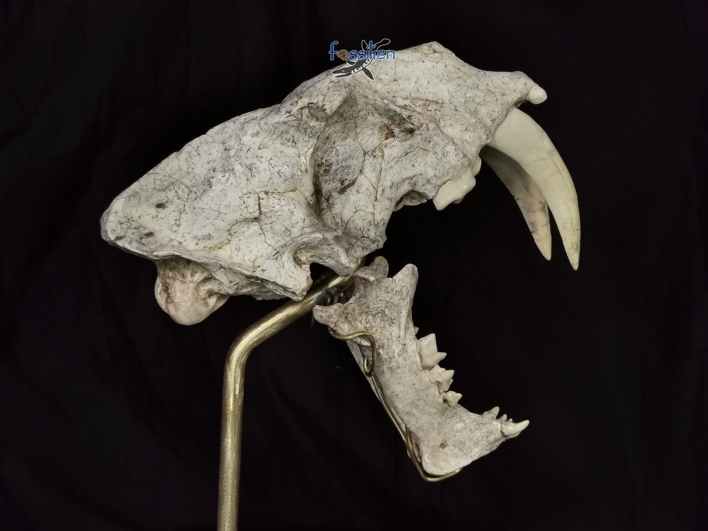Very Rare Nimravidae Skull (Saber toothed cat)