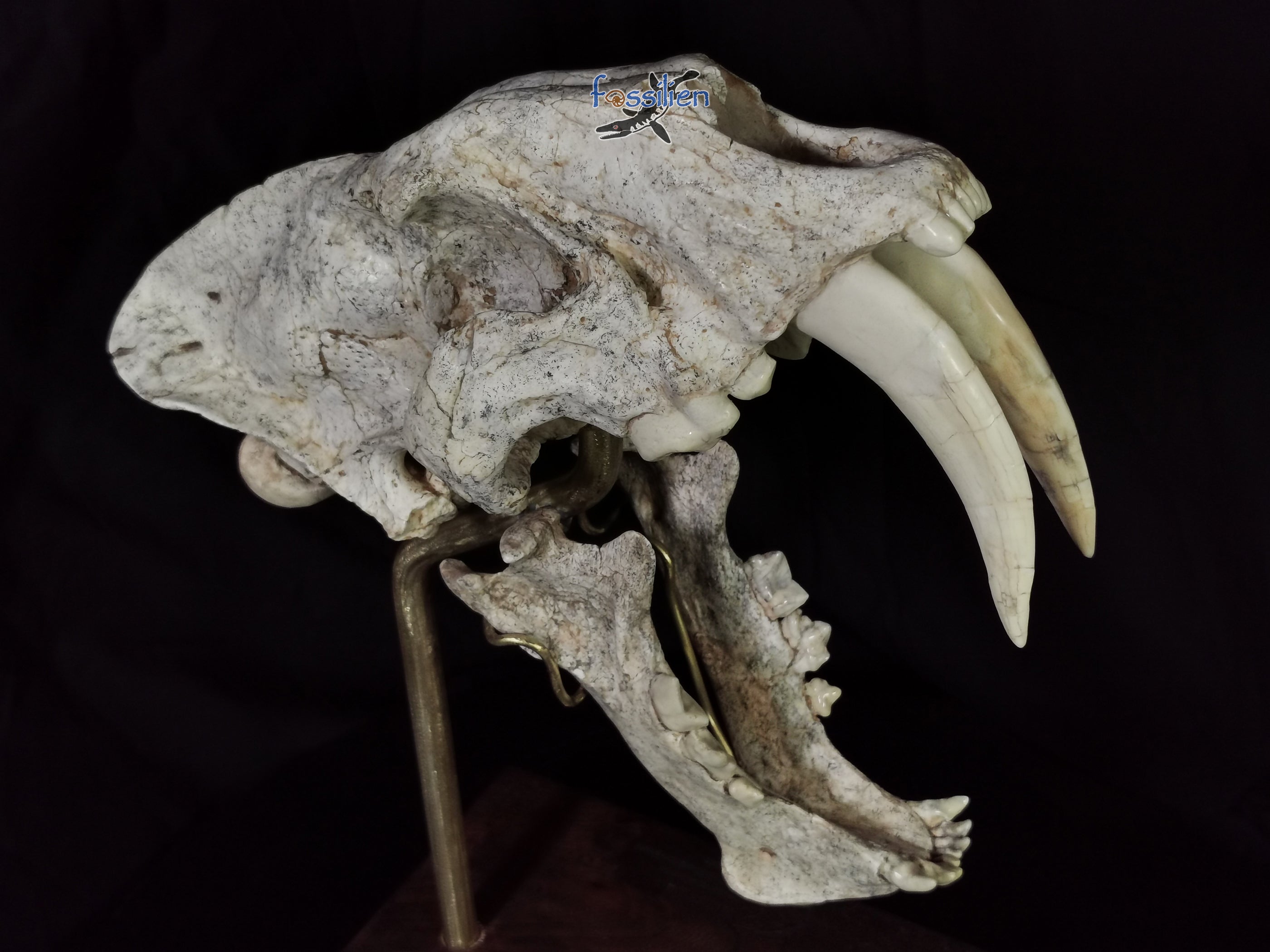 Very Rare Nimravidae Skull (Saber toothed cat)