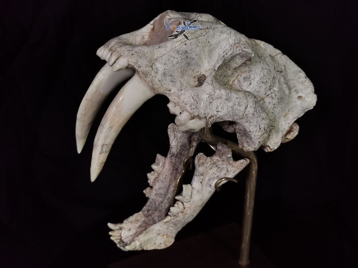 Very Rare Nimravidae Skull (Saber toothed cat)
