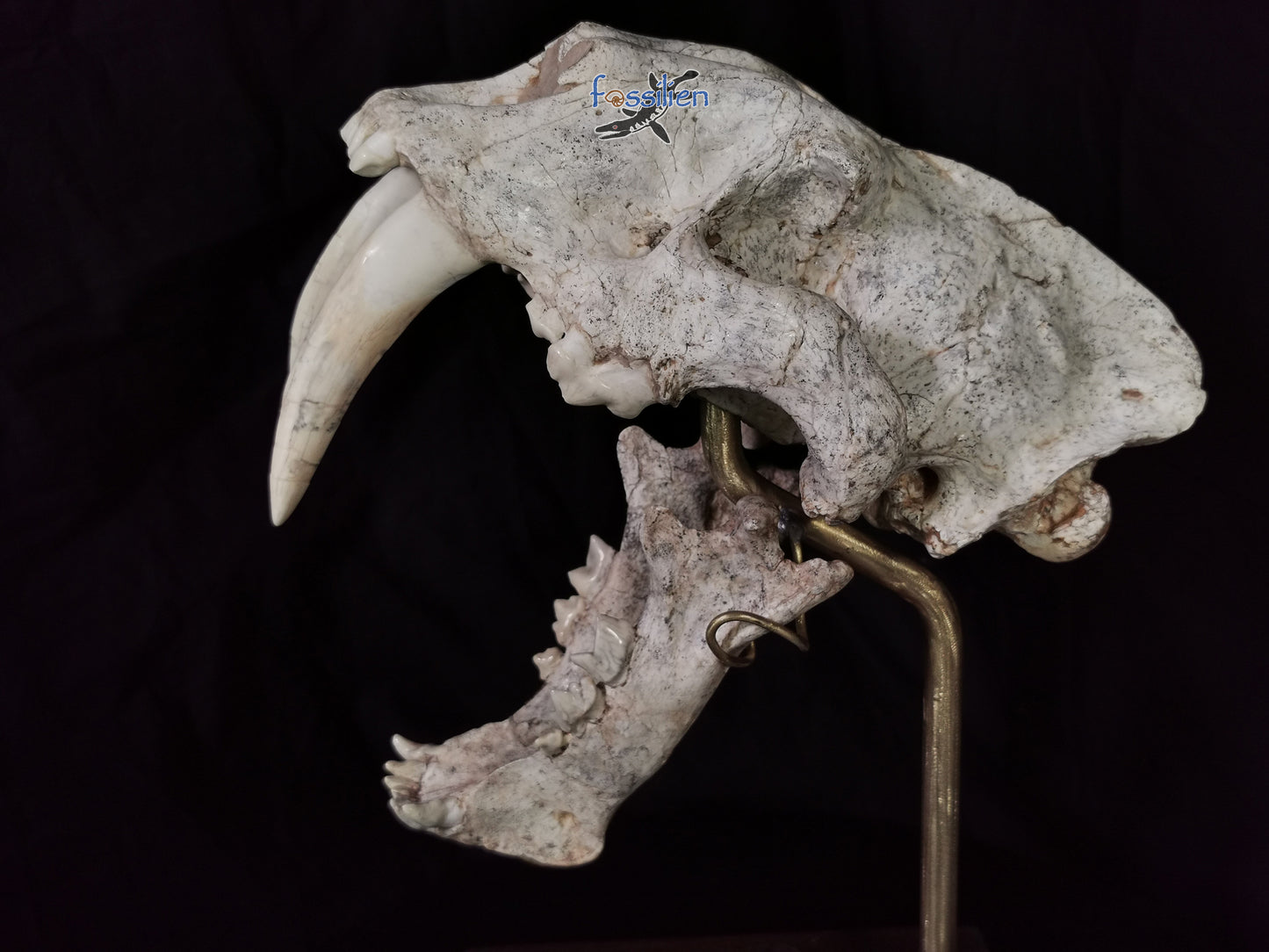 Very Rare Nimravidae Skull (Saber toothed cat)