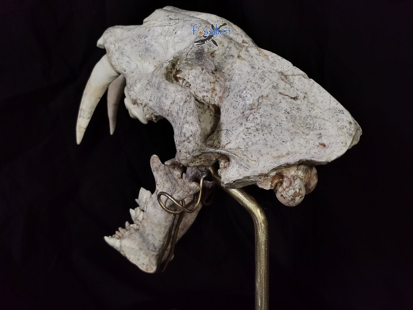 Very Rare Nimravidae Skull (Saber toothed cat)