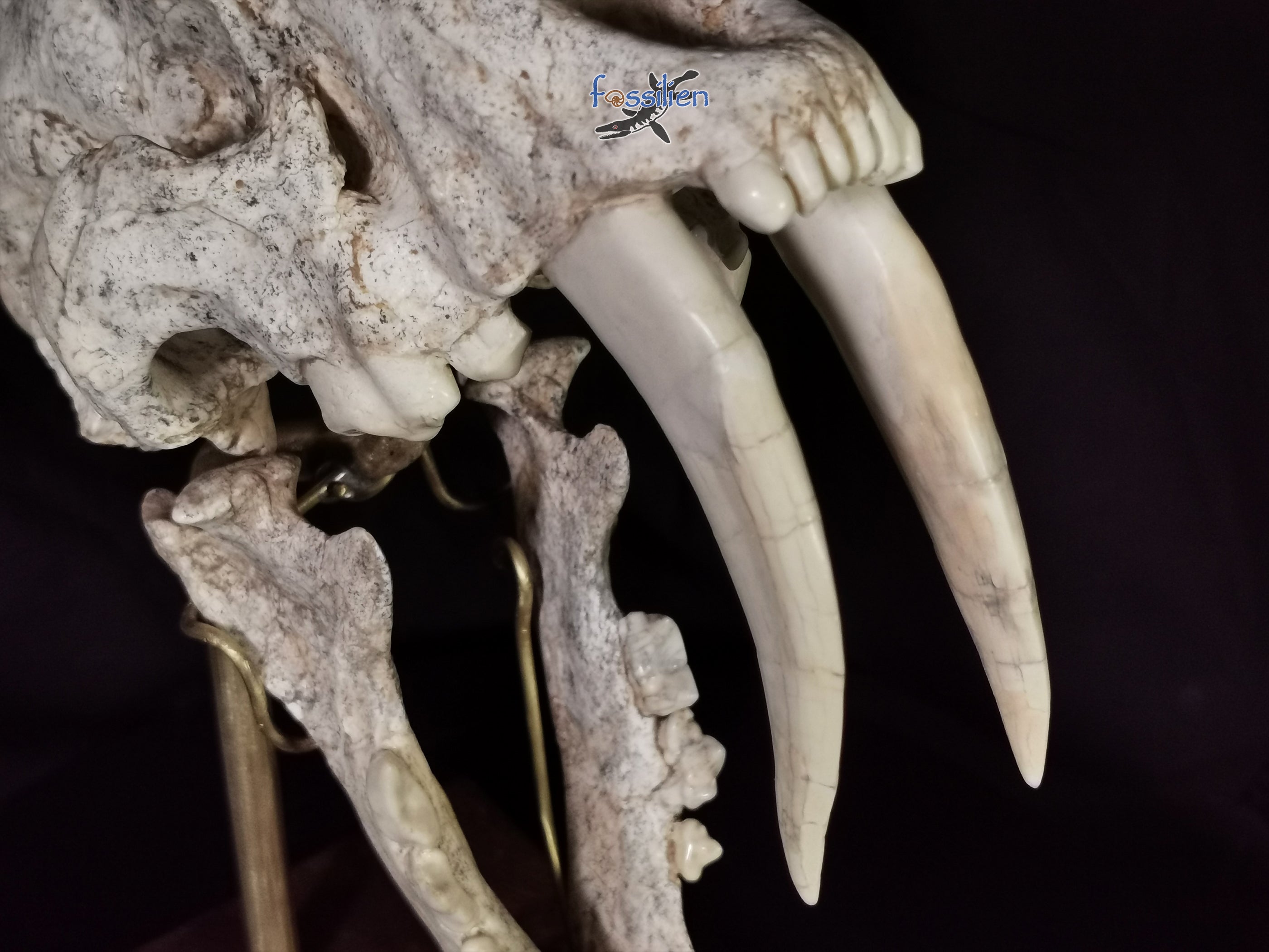 Very Rare Nimravidae Skull (Saber toothed cat)