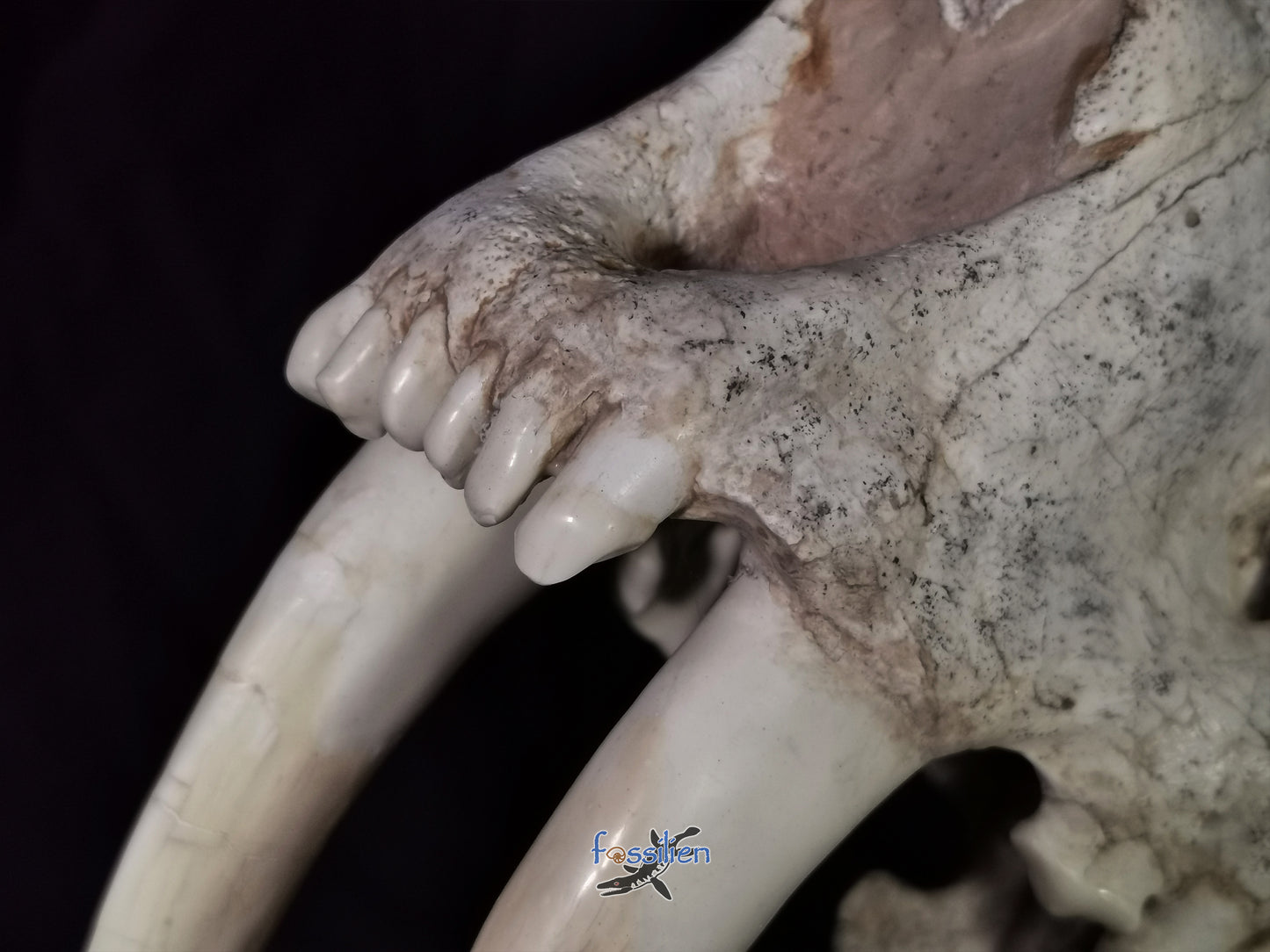 Very Rare Nimravidae Skull (Saber toothed cat)