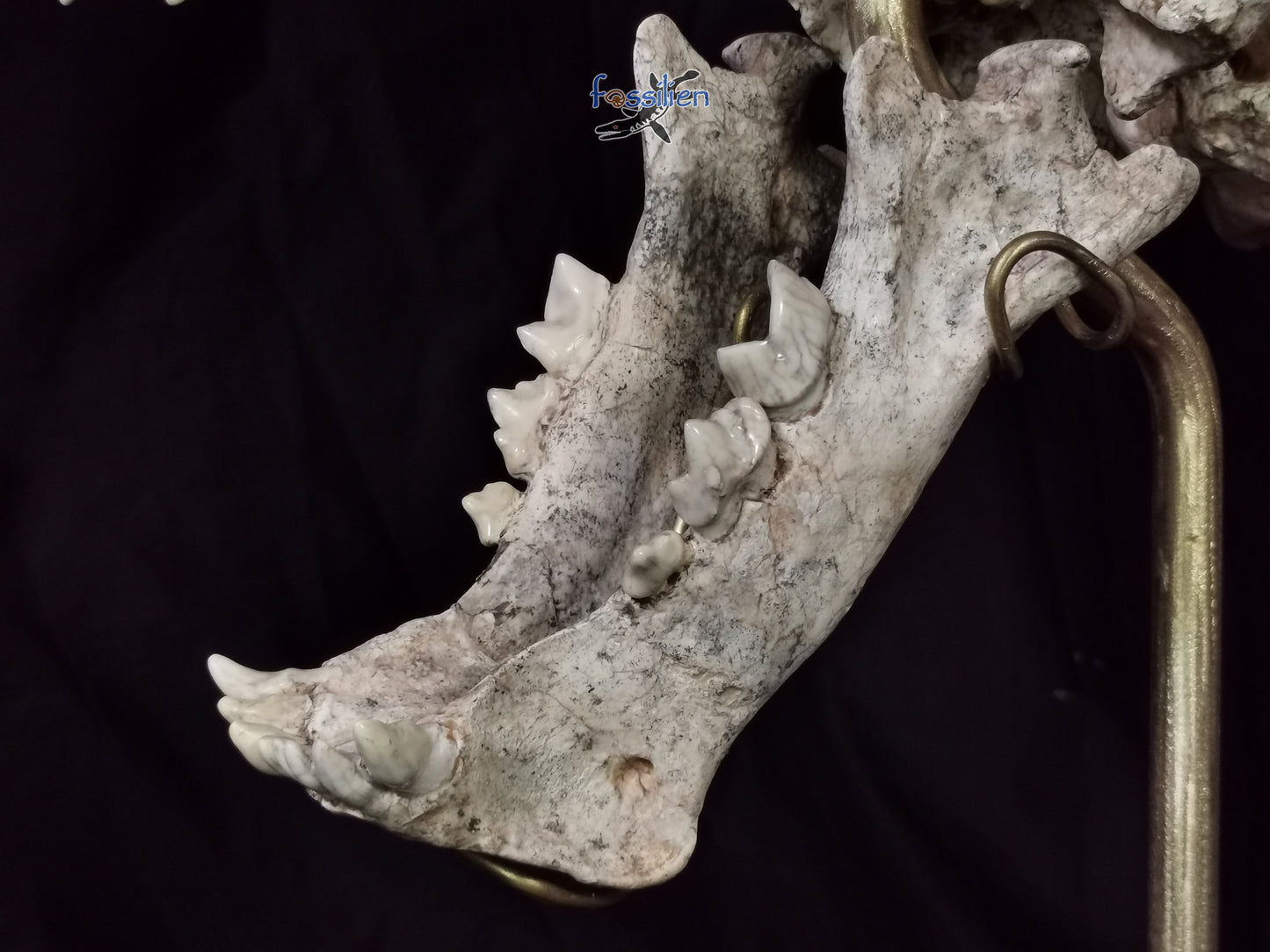 Very Rare Nimravidae Skull (Saber toothed cat)