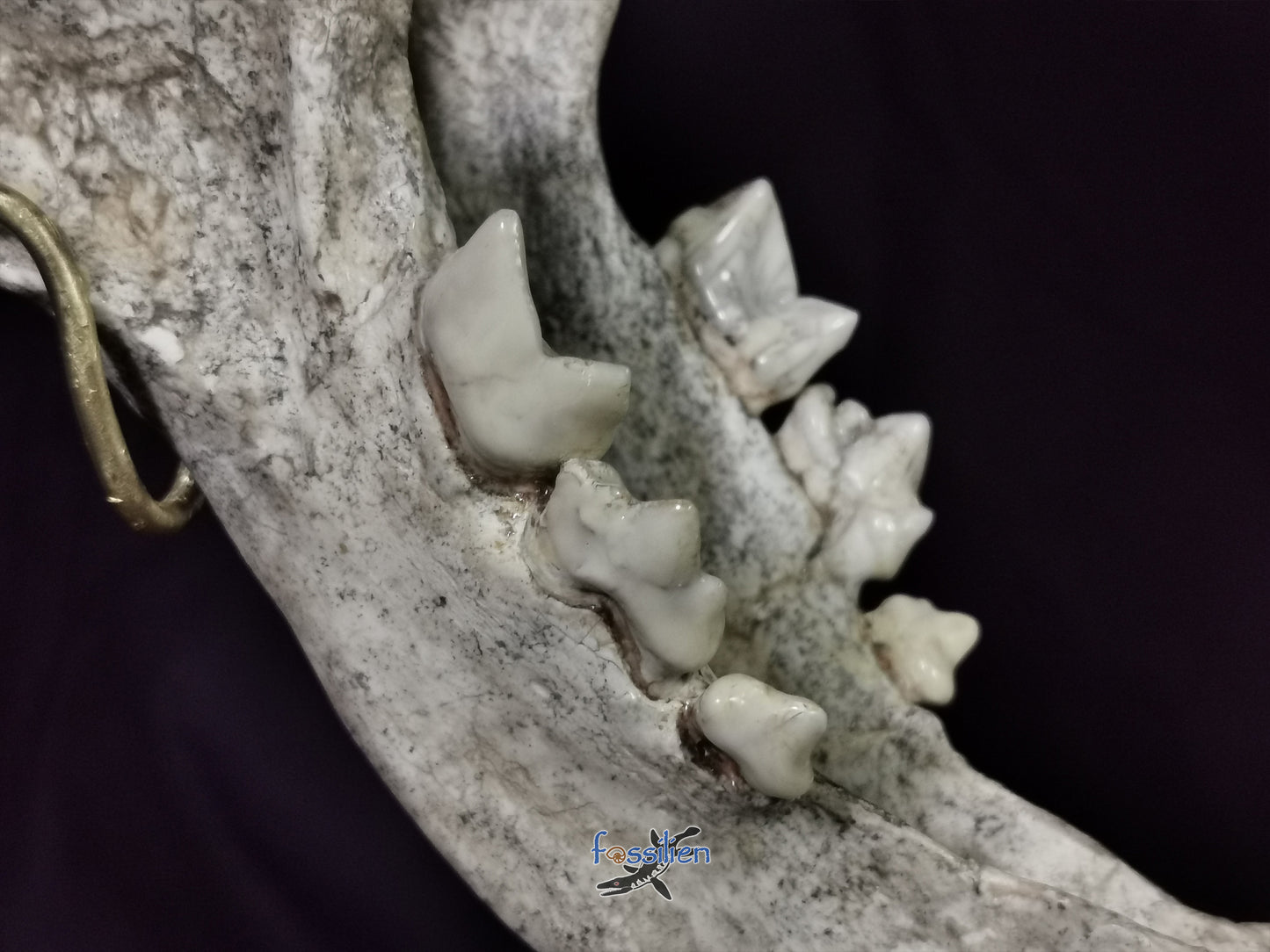 Very Rare Nimravidae Skull (Saber toothed cat)