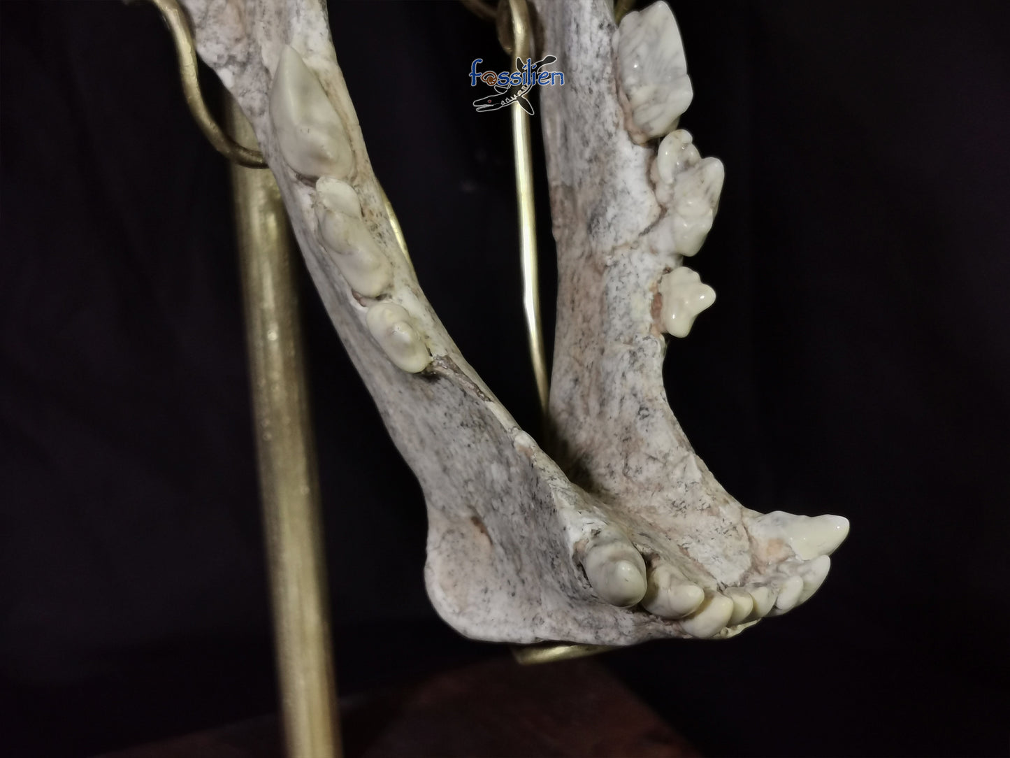 Very Rare Nimravidae Skull (Saber toothed cat)