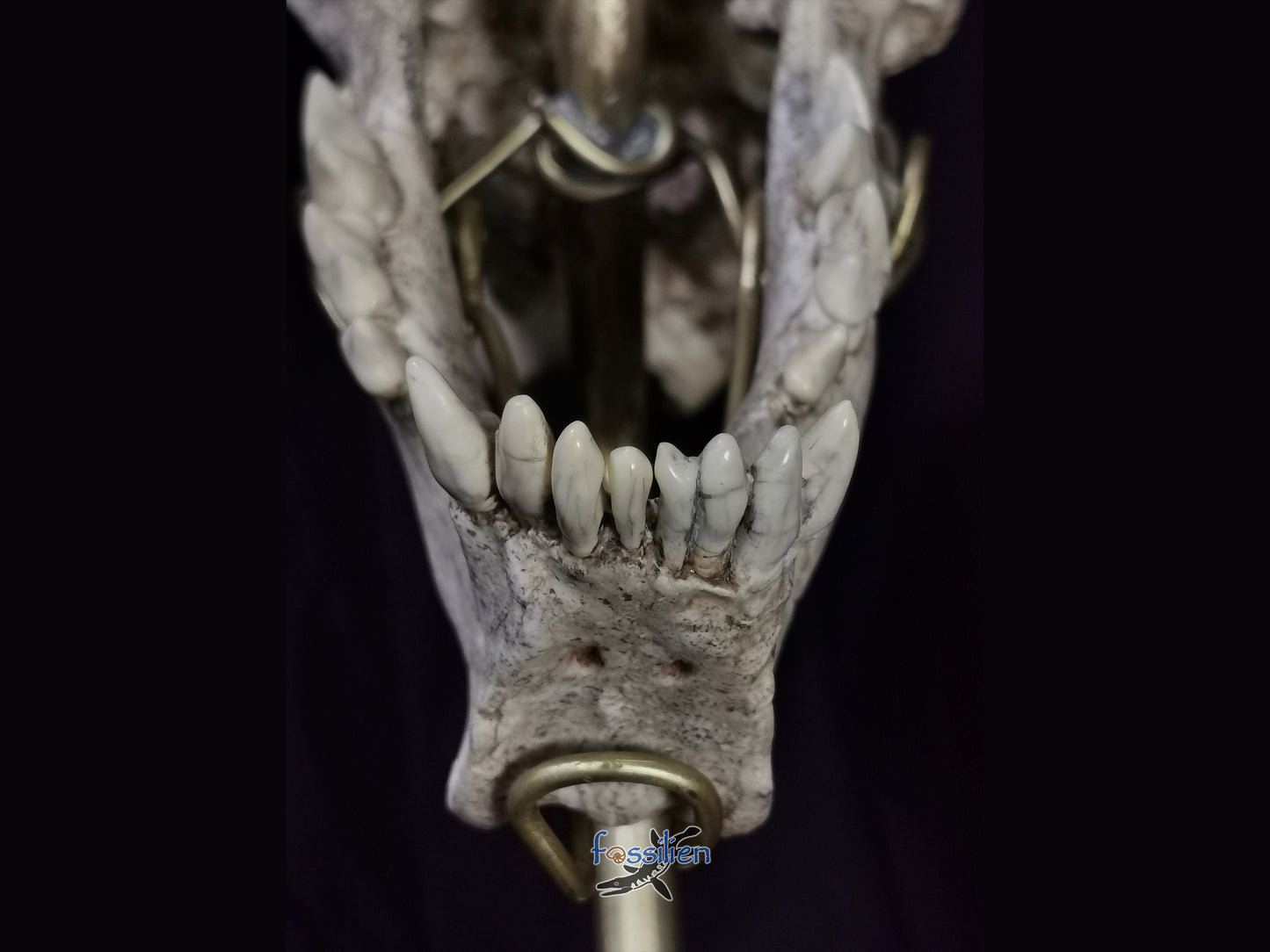 Very Rare Nimravidae Skull (Saber toothed cat)