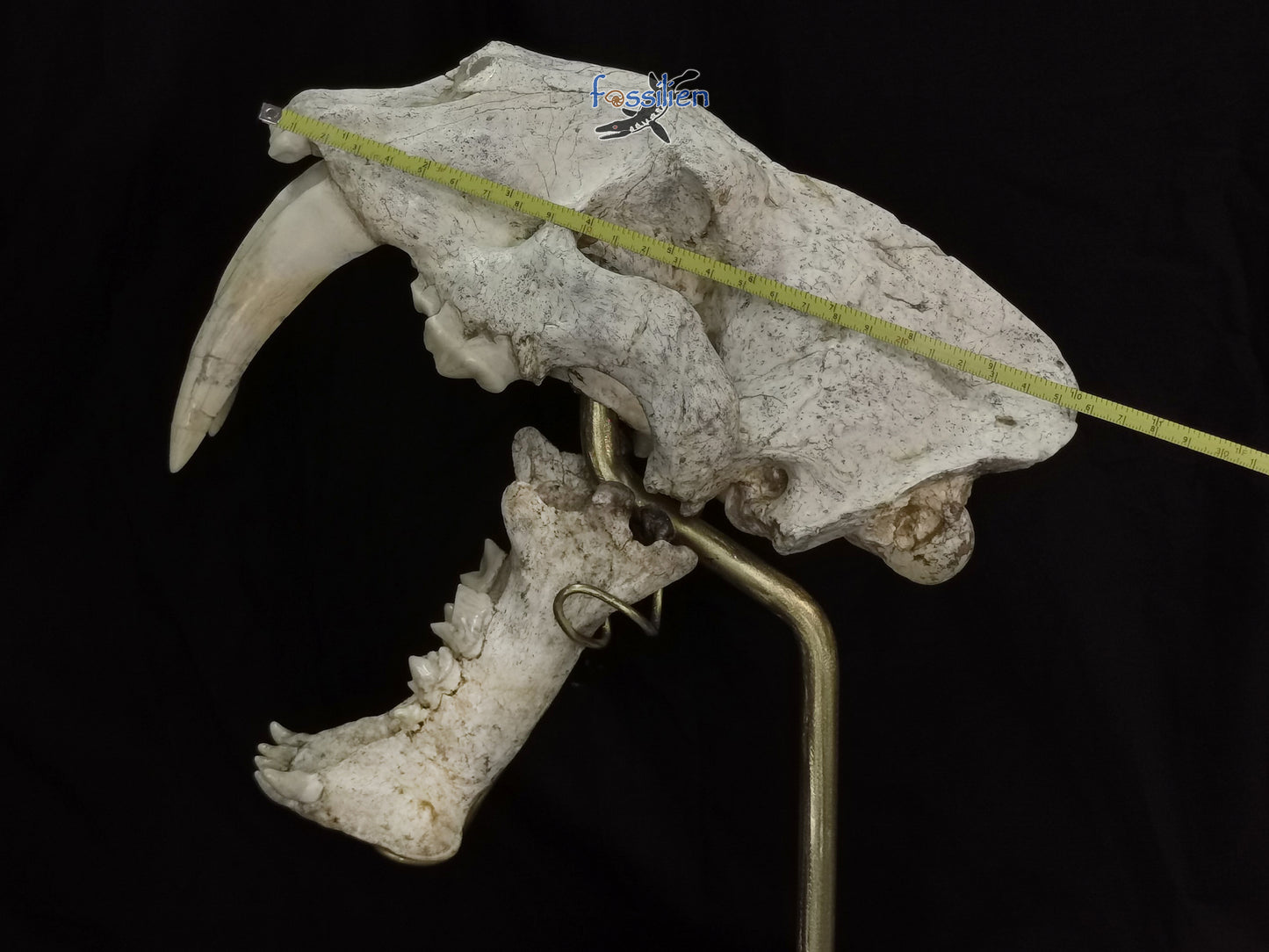 Very Rare Nimravidae Skull (Saber toothed cat)