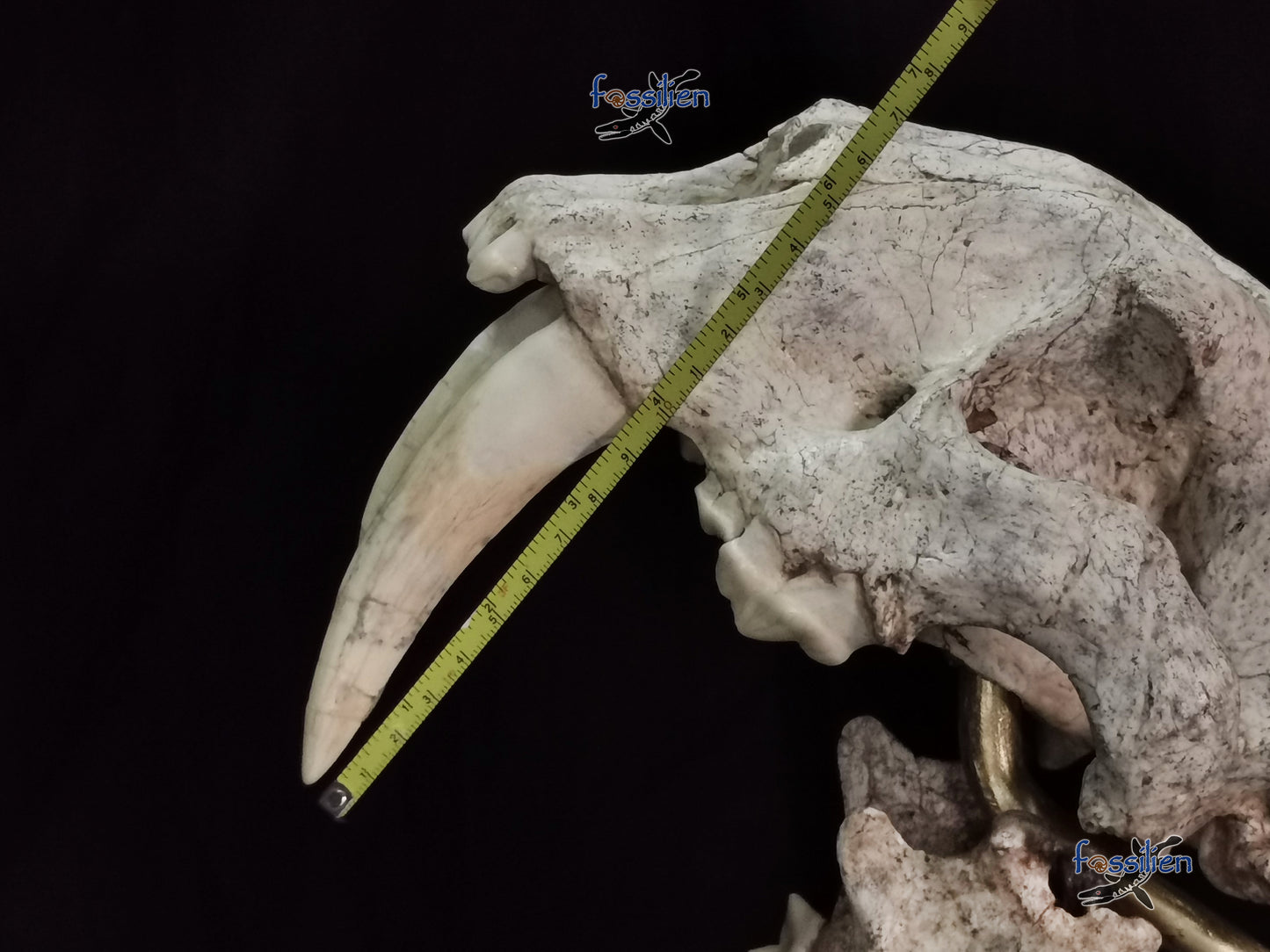 Very Rare Nimravidae Skull (Saber toothed cat)