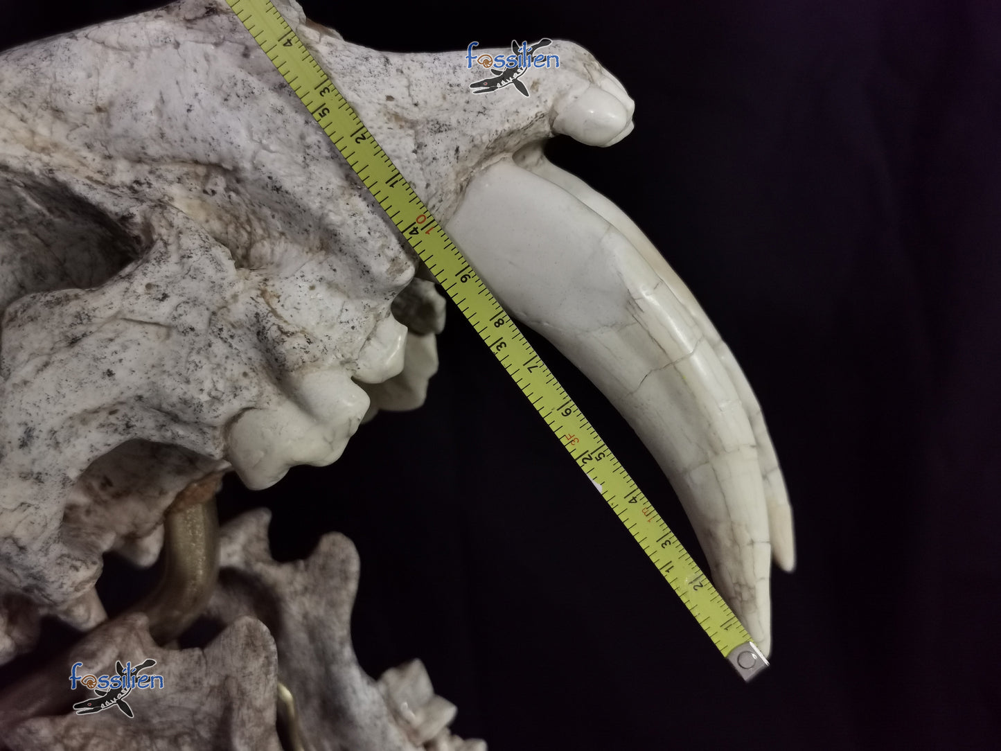 Very Rare Nimravidae Skull (Saber toothed cat)