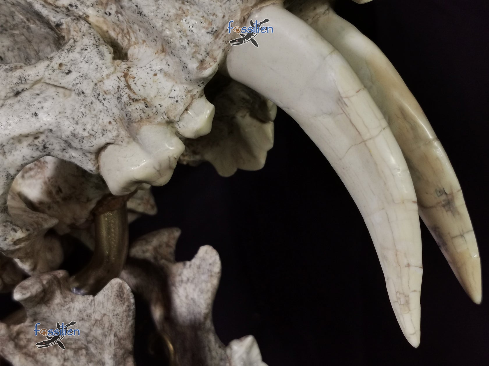 Very Rare Nimravidae Skull (Saber toothed cat) Fossilien Company