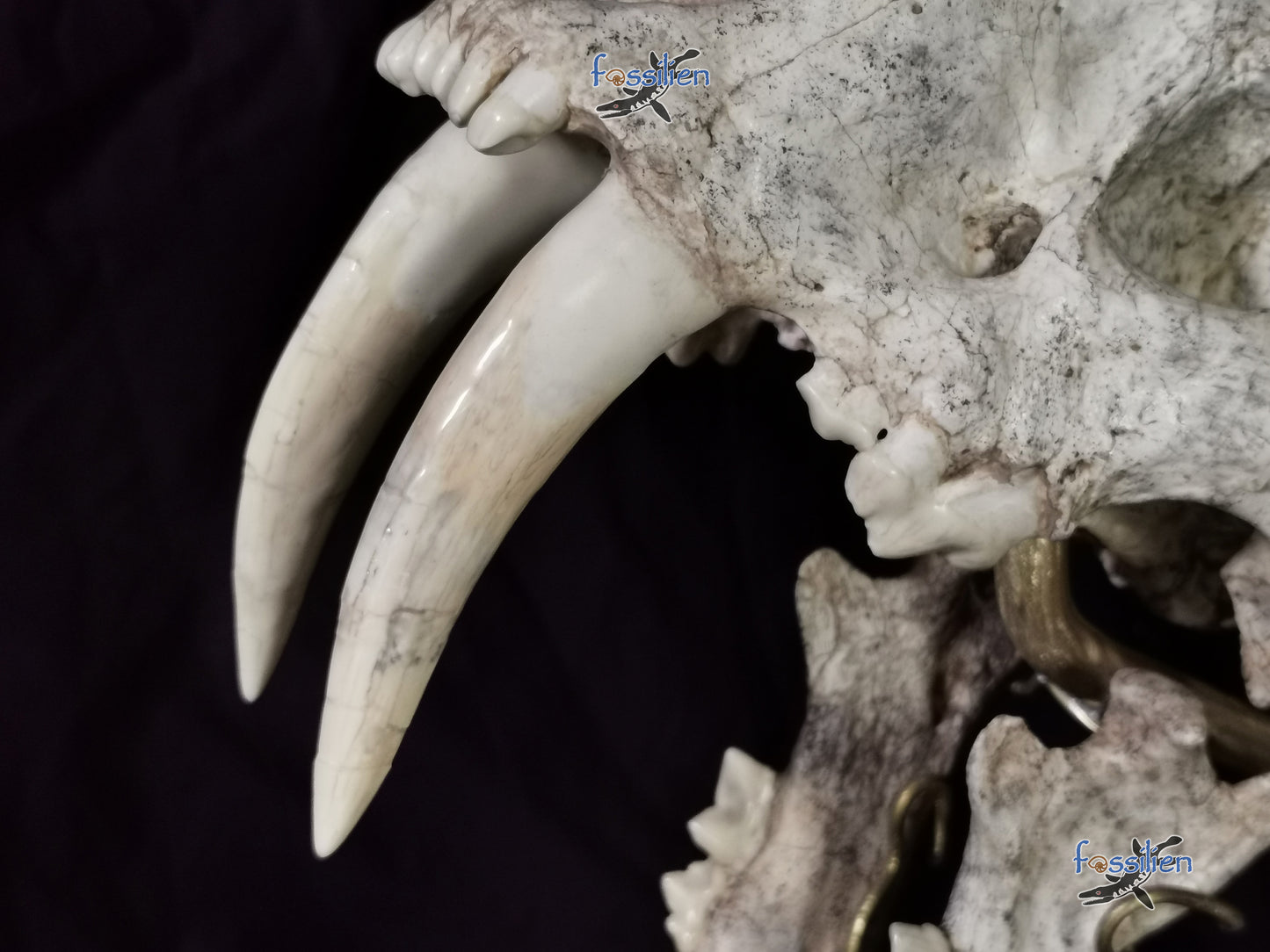 Very Rare Nimravidae Skull (Saber toothed cat)