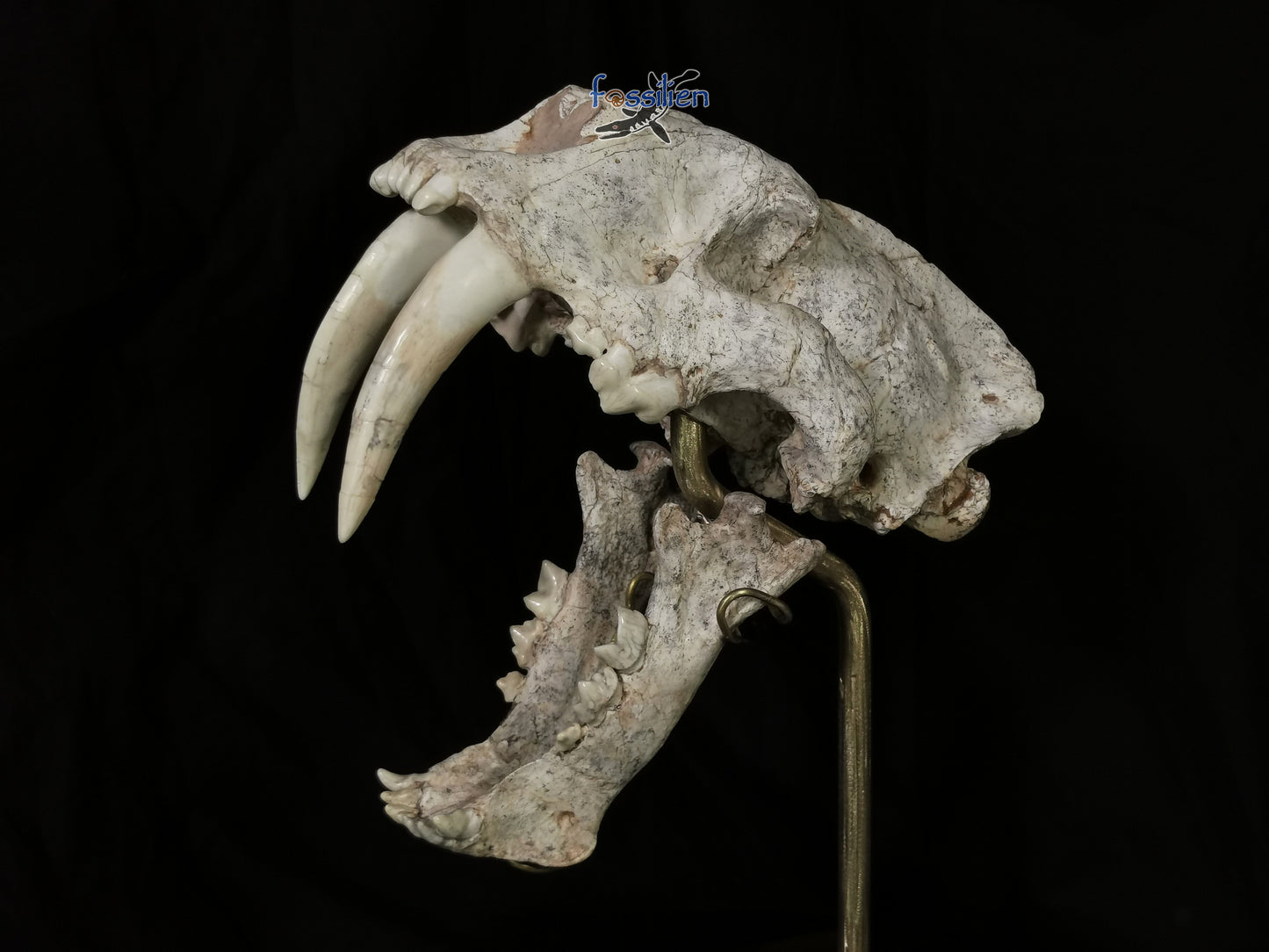 Very Rare Nimravidae Skull (Saber toothed cat)