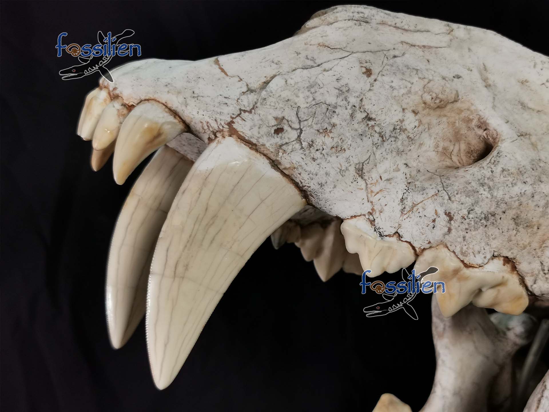 39cm Large Saber Toothed Cat Skull Fossil - Machairodus Giganteus