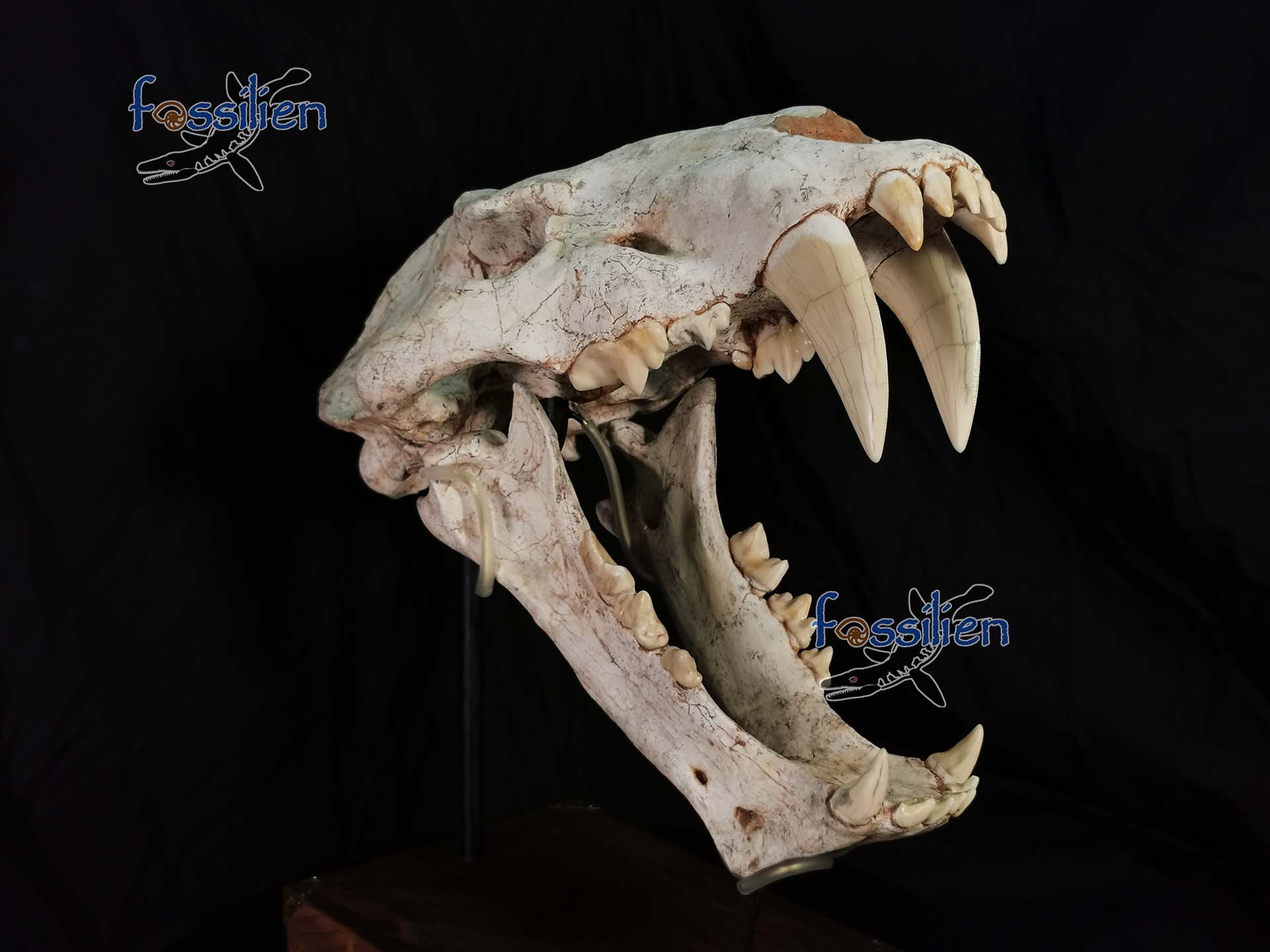 39cm Large Saber Toothed Cat Skull Fossil - Machairodus Giganteus