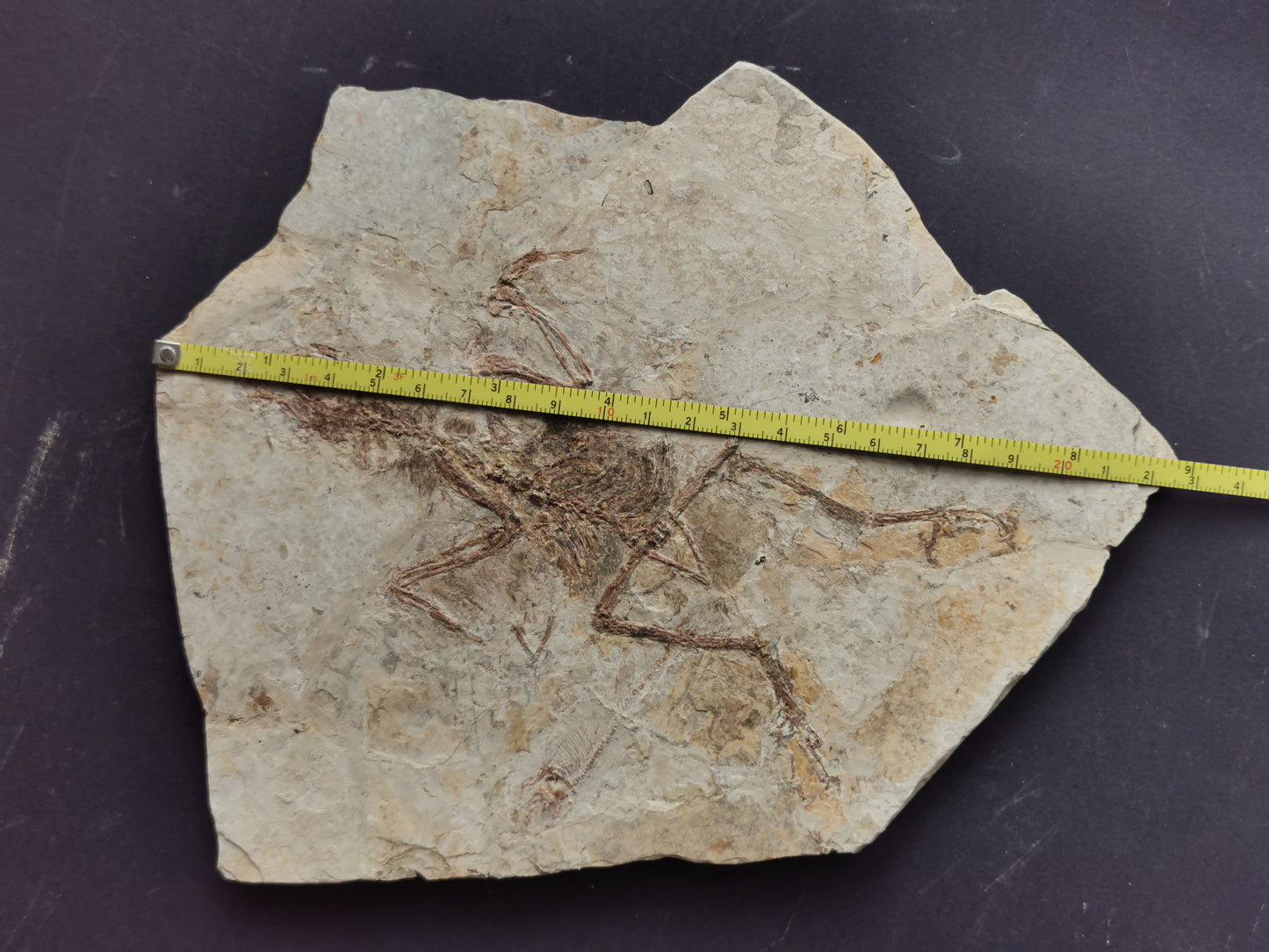 Complete Bird skeleton Fossil from lower Cretaceous