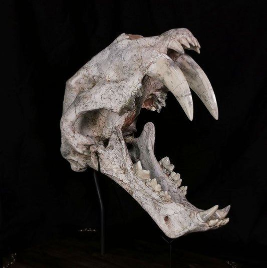 Museum Grade Machairodus Giganteus skull