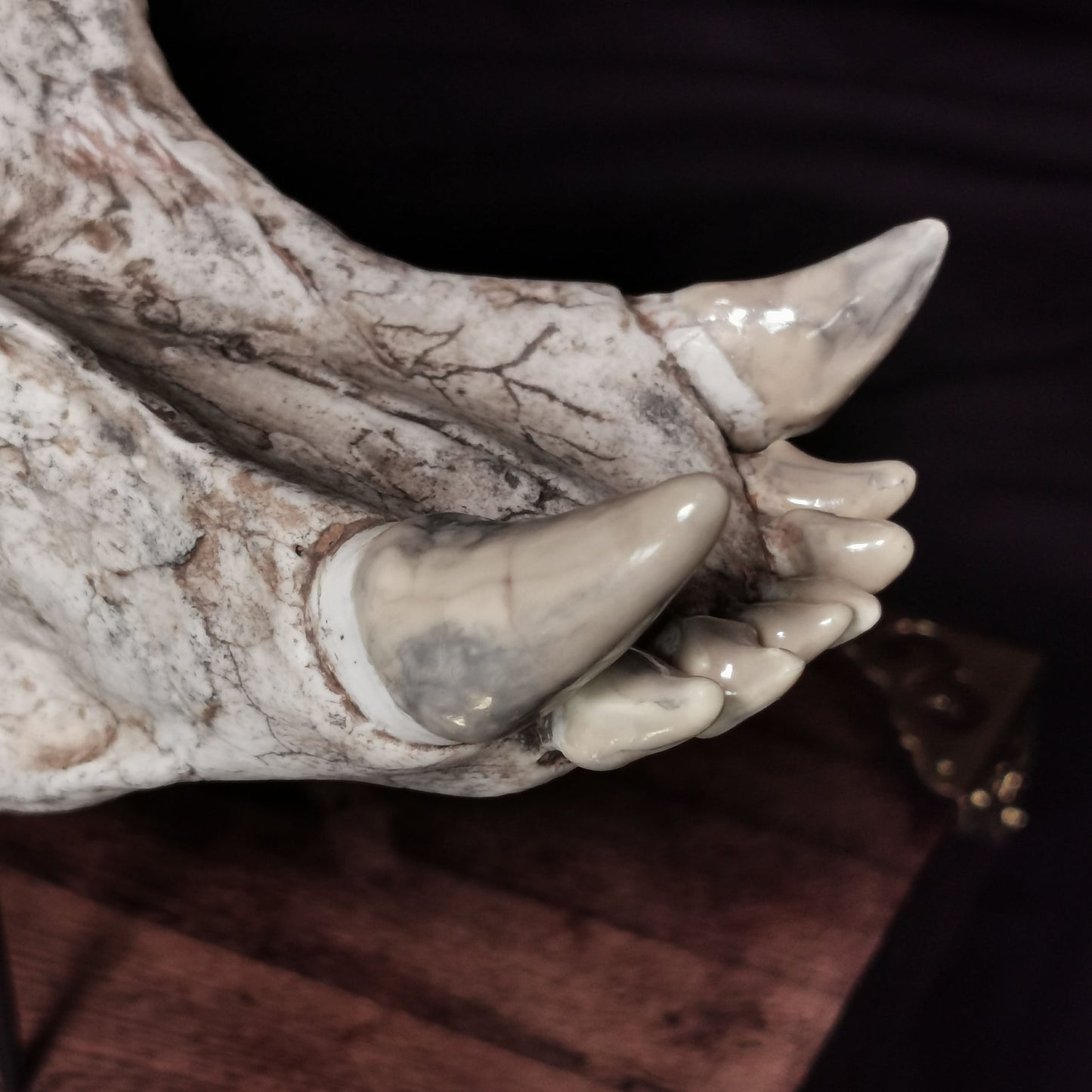 Museum Grade Machairodus Giganteus skull