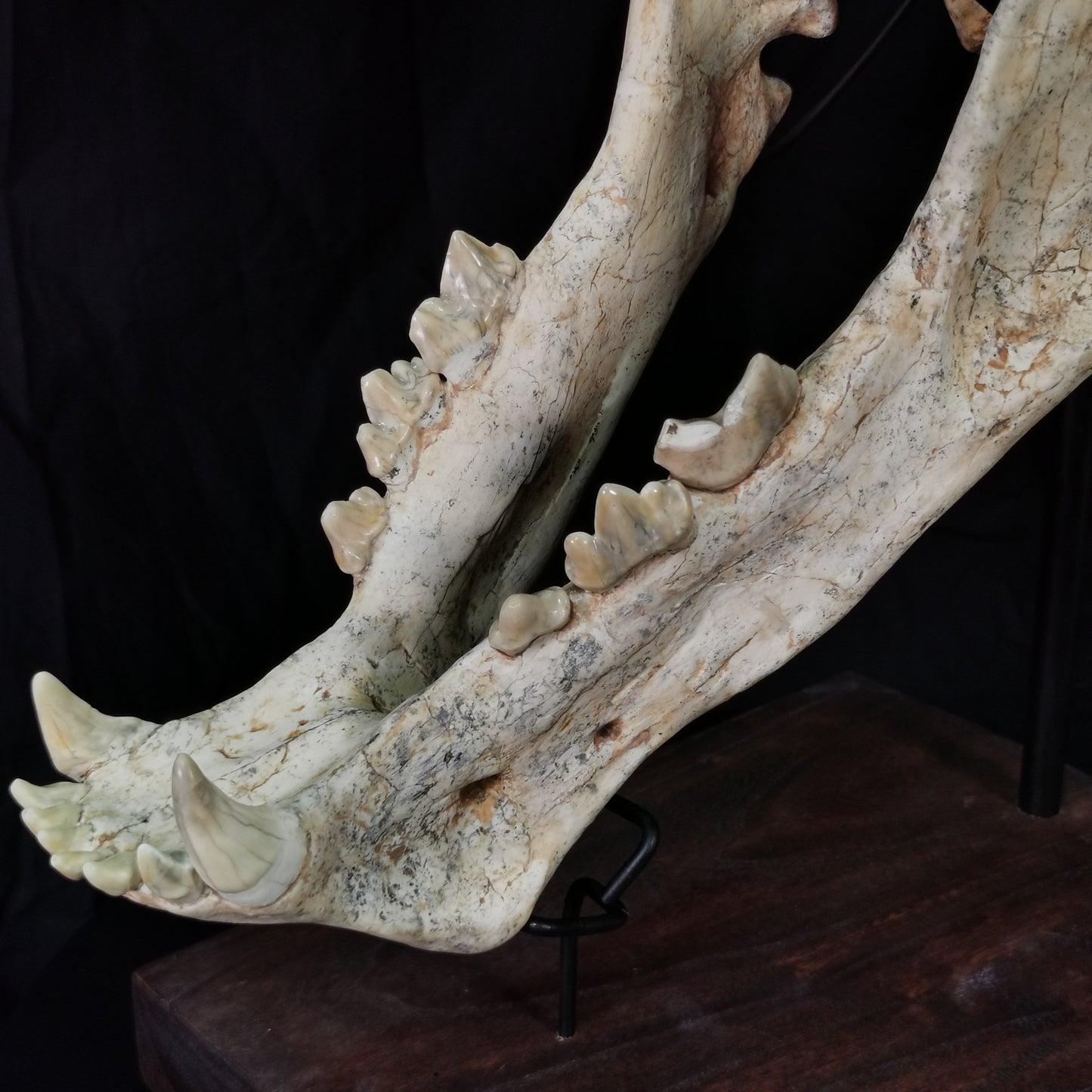 Exceedingly Huge 41.5cm Saber Toothed Cat Skull Fossil - Machairodus Giganteus