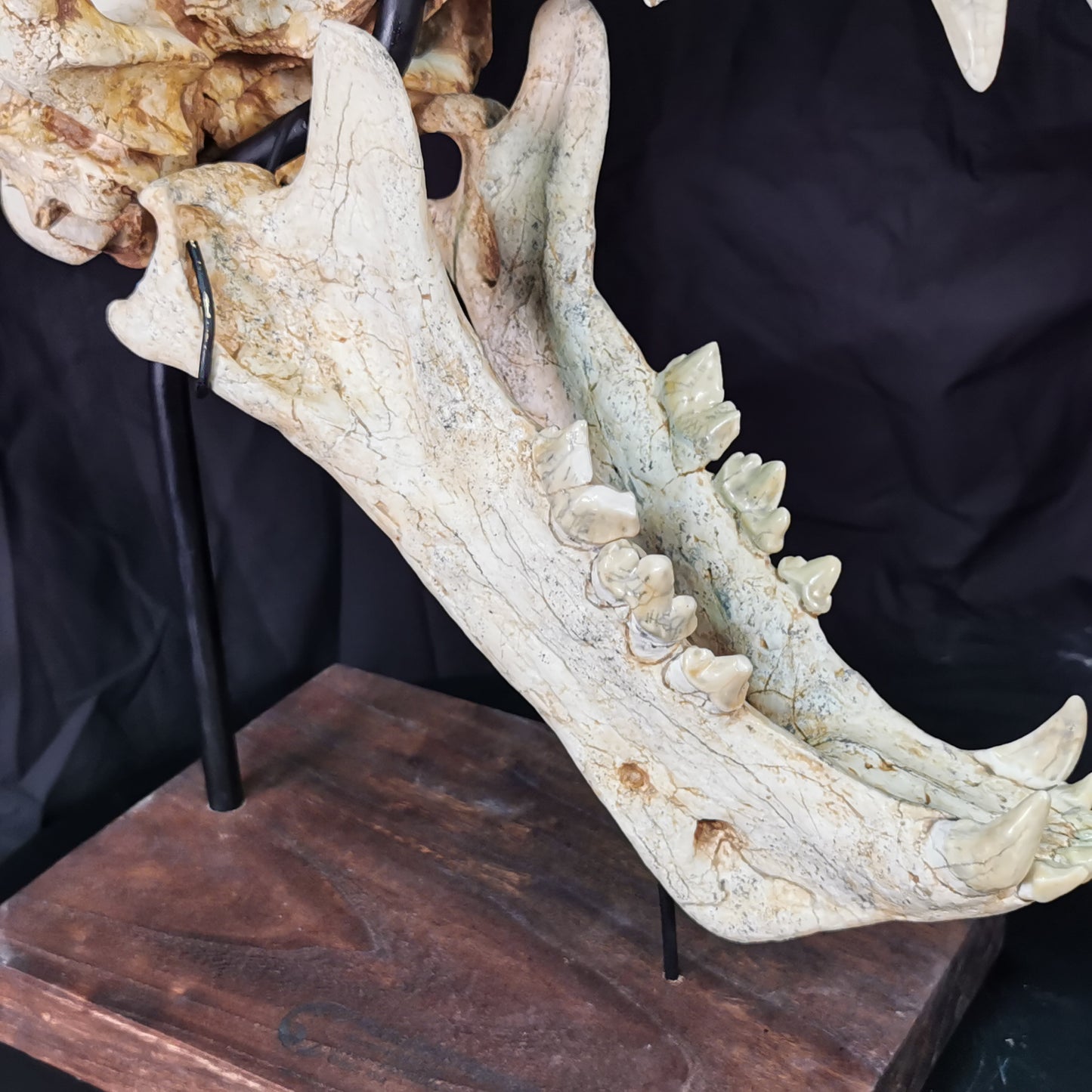 Exceedingly Huge 41.5cm Saber Toothed Cat Skull Fossil - Machairodus Giganteus