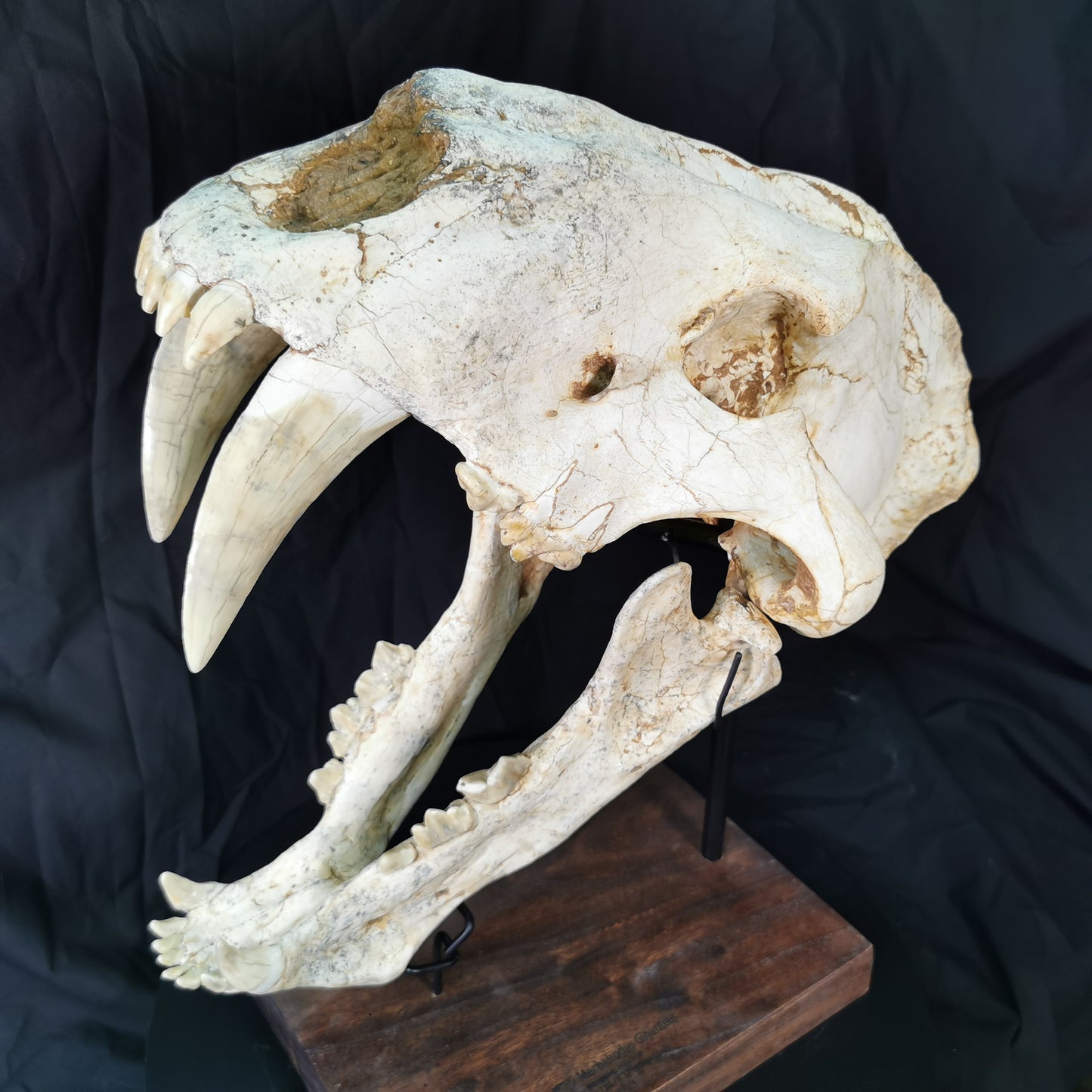 Exceedingly Huge 41.5cm Saber Toothed Cat Skull Fossil - Machairodus Giganteus