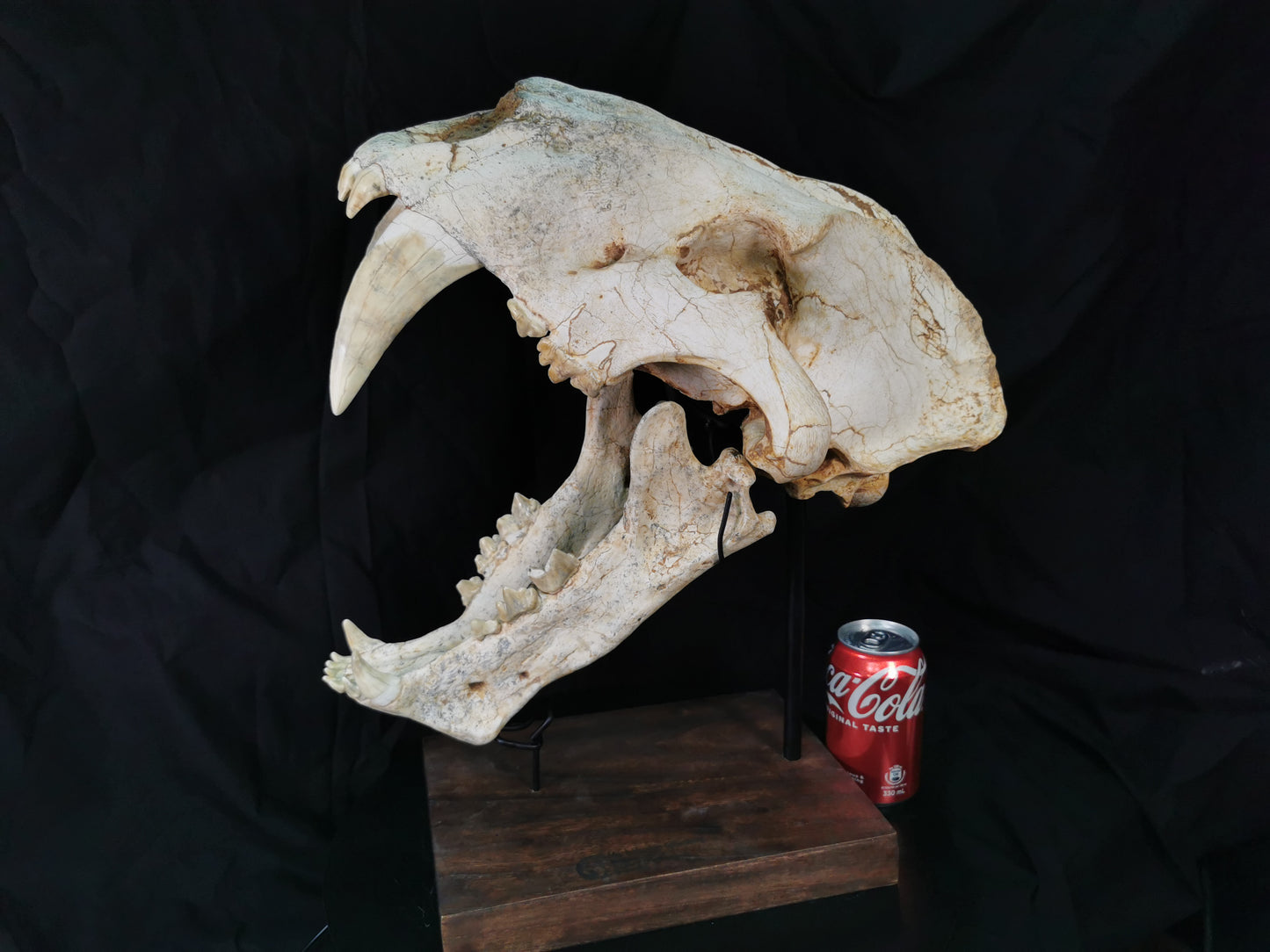 Exceedingly Huge 41.5cm Saber Toothed Cat Skull Fossil - Machairodus Giganteus