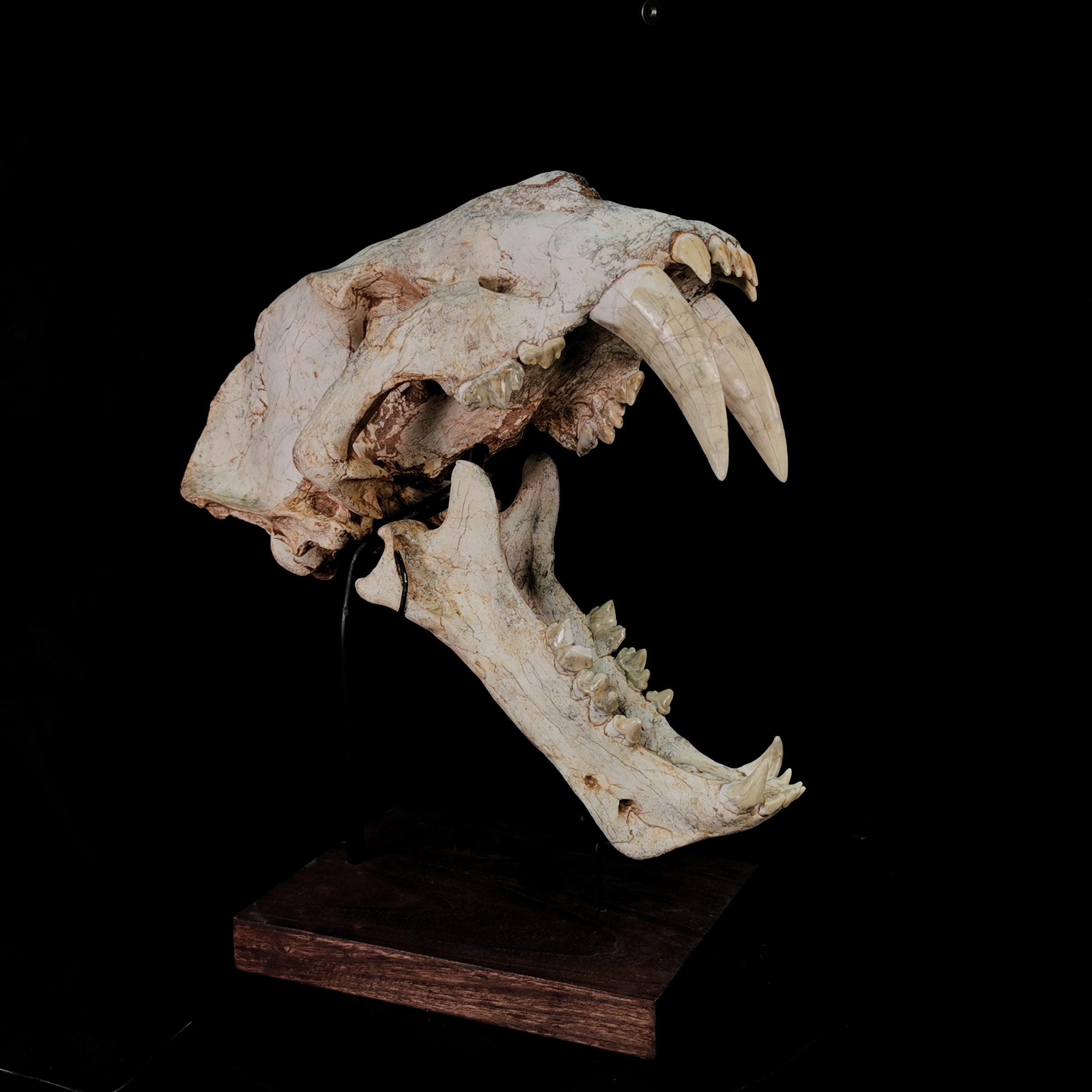 Exceedingly Huge 41.5cm Saber Toothed Cat Skull Fossil - Machairodus Giganteus