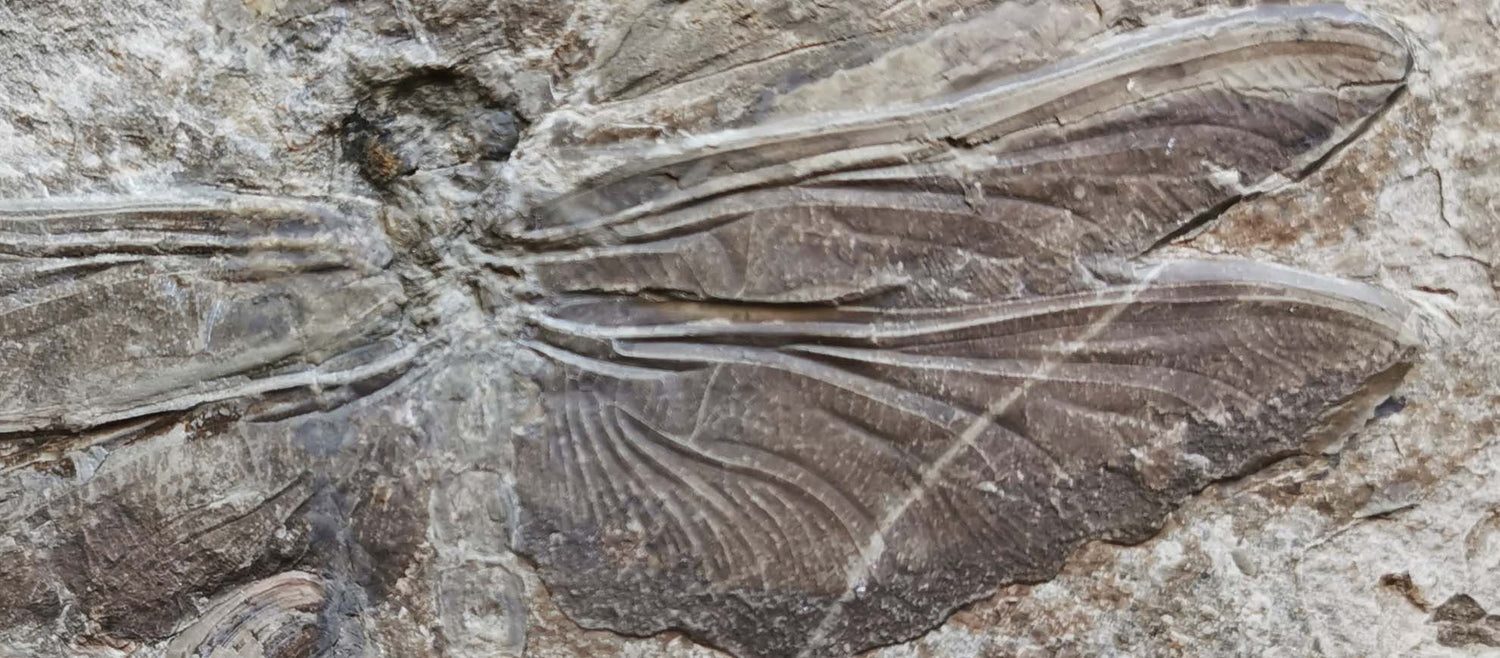 Insect and dragonfly fossil