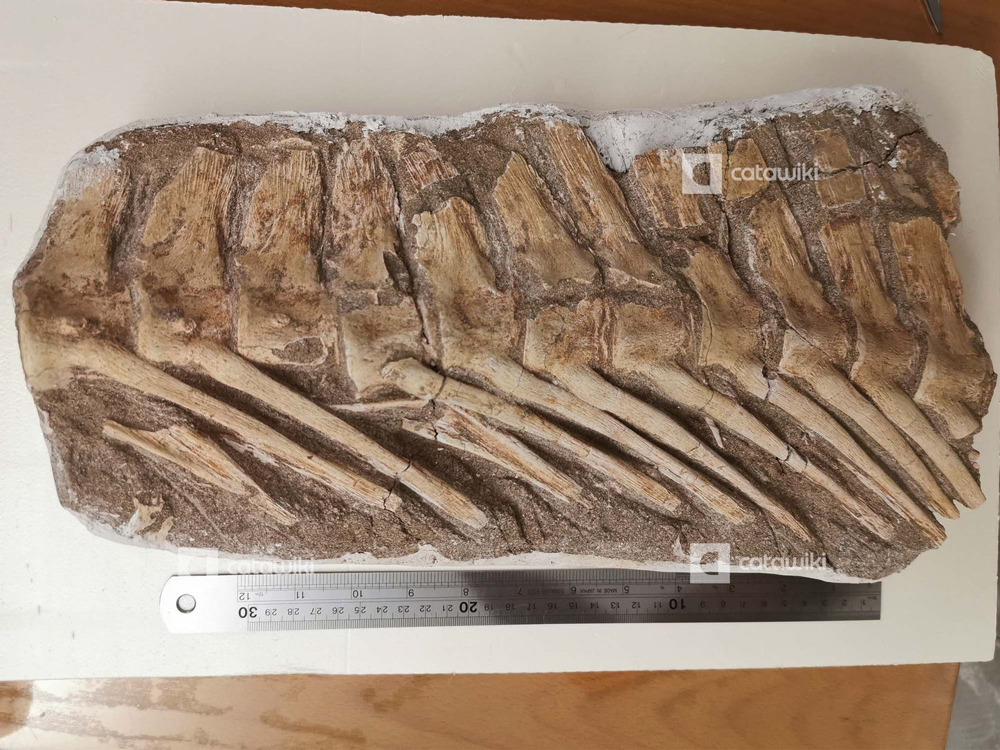 A session of mosasaurus tail vertebrae