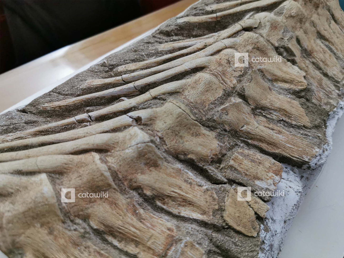 A session of mosasaurus tail vertebrae