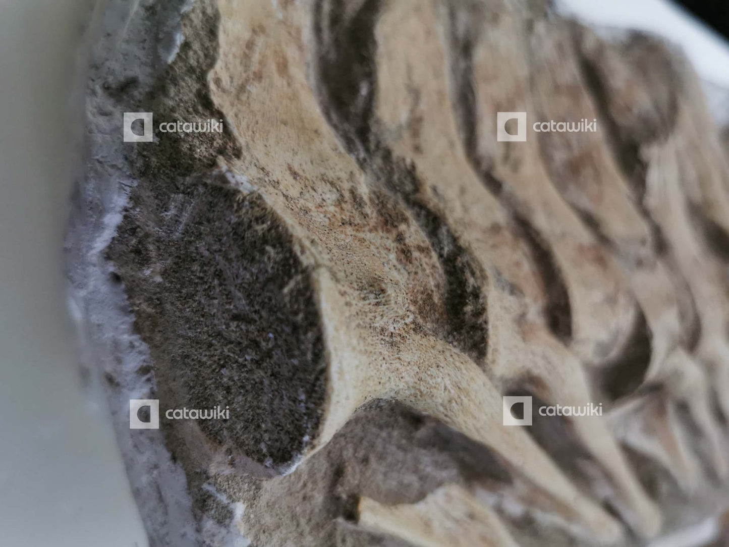 A session of mosasaurus tail vertebrae
