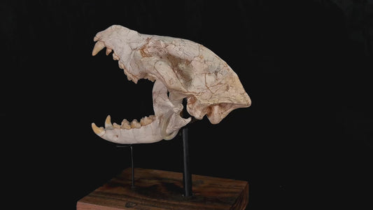 Early Hyenas Skull Fossil - Ictitherium viverrinum - 24×26×15 cm